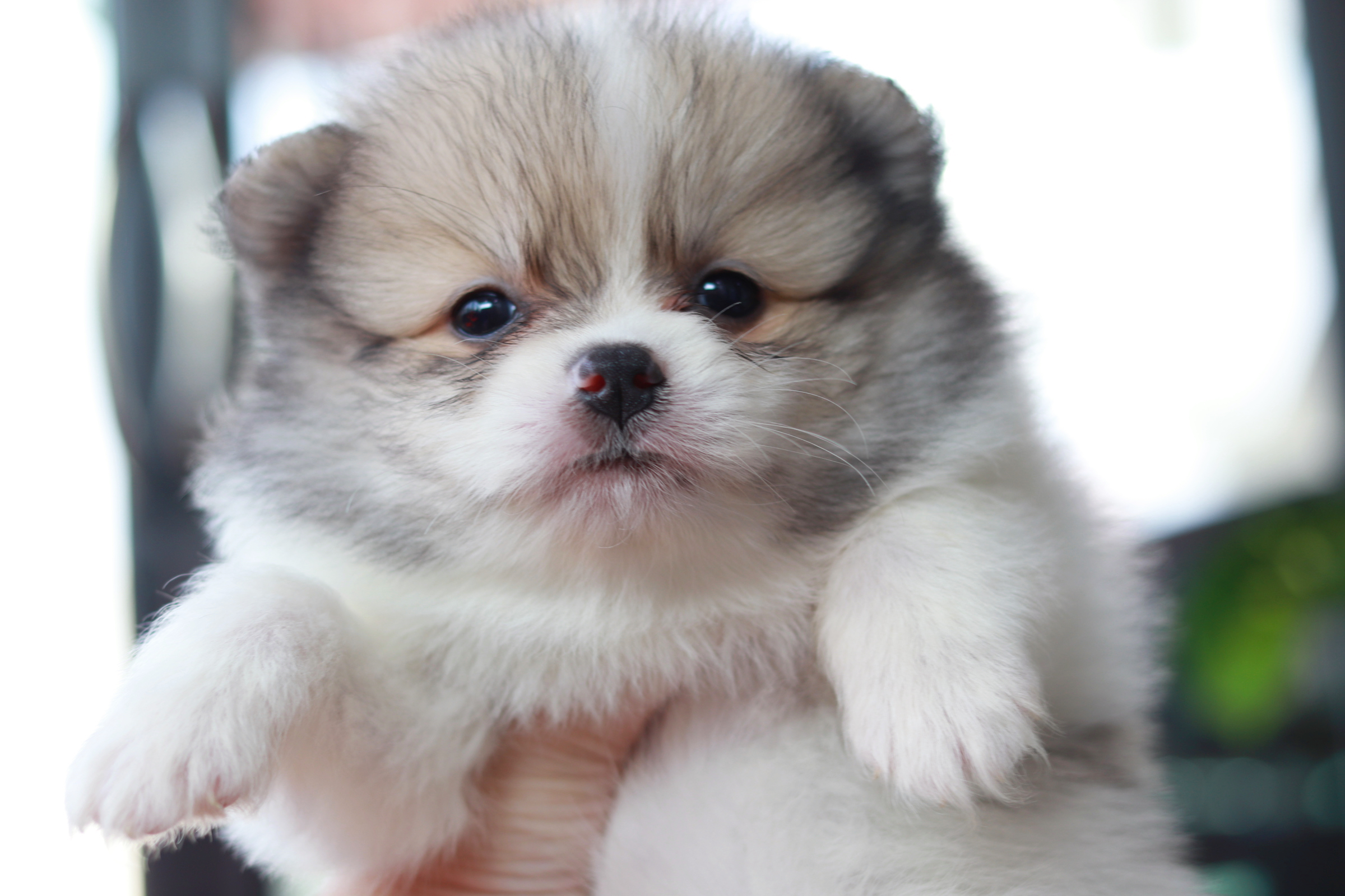 ปอมเมอเรเนียน เพศเมีย