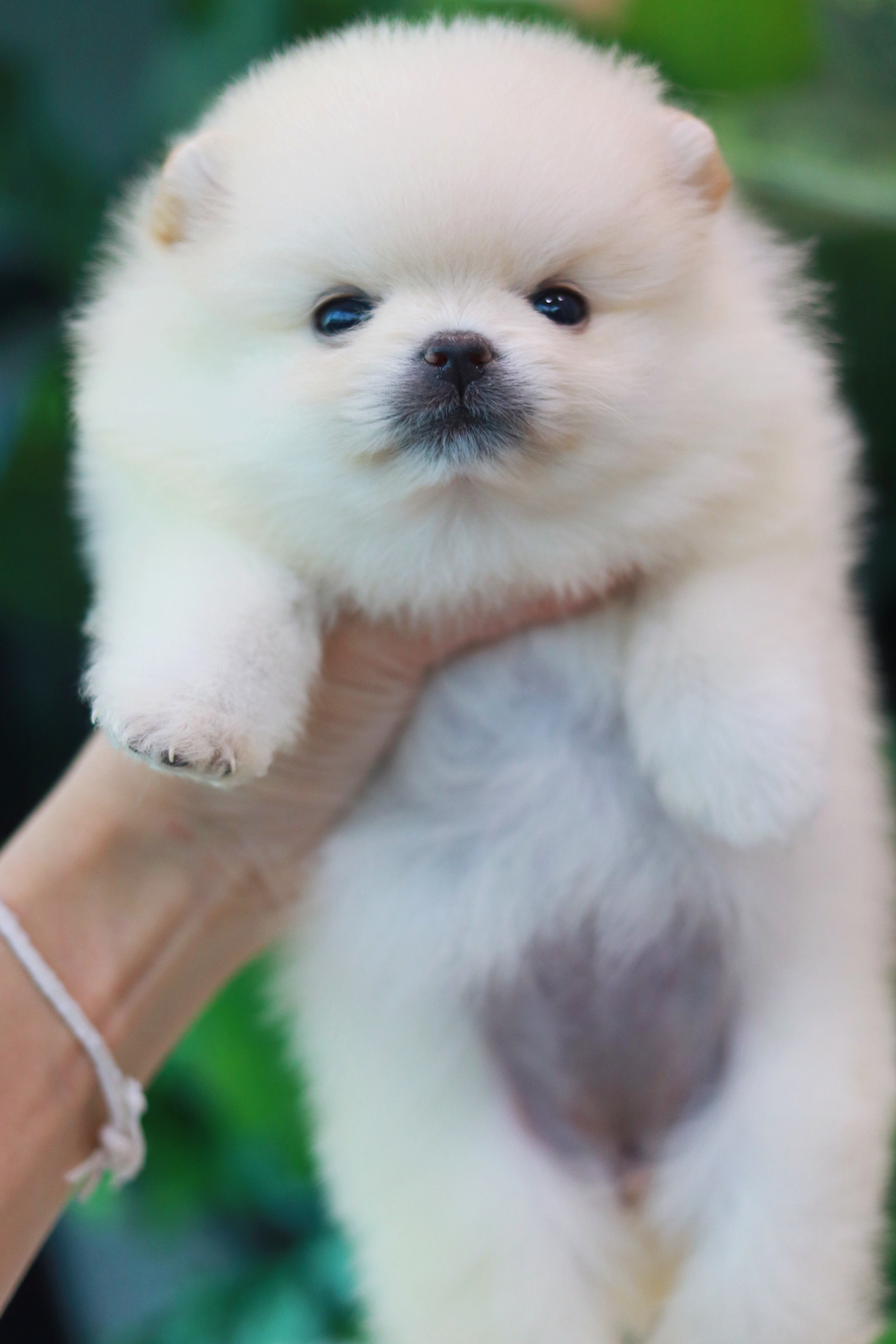 ปอมเมอเรเนียน เพศเมียสีขาวครีมไซส์เล็ก เกรดโชว์