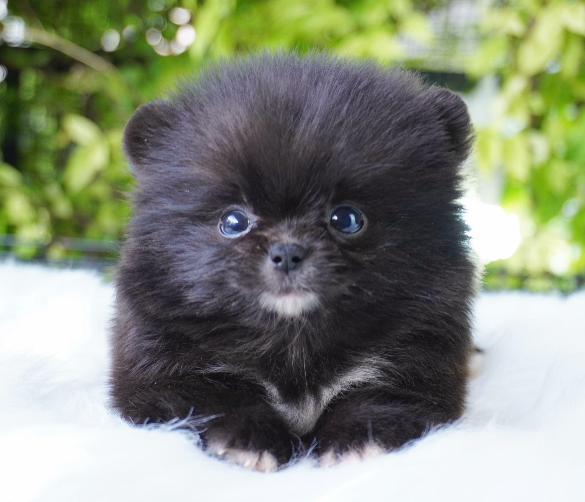 ปอมเมอเรเนียน เพศผู้สีดำ