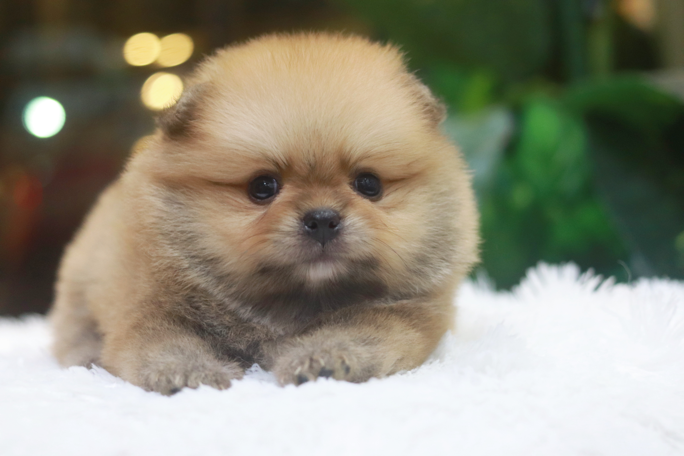 ปอมเมอเรเนียน เพศเมีย สีส้ม หน้าตุ๊กตาขนแน่นๆ