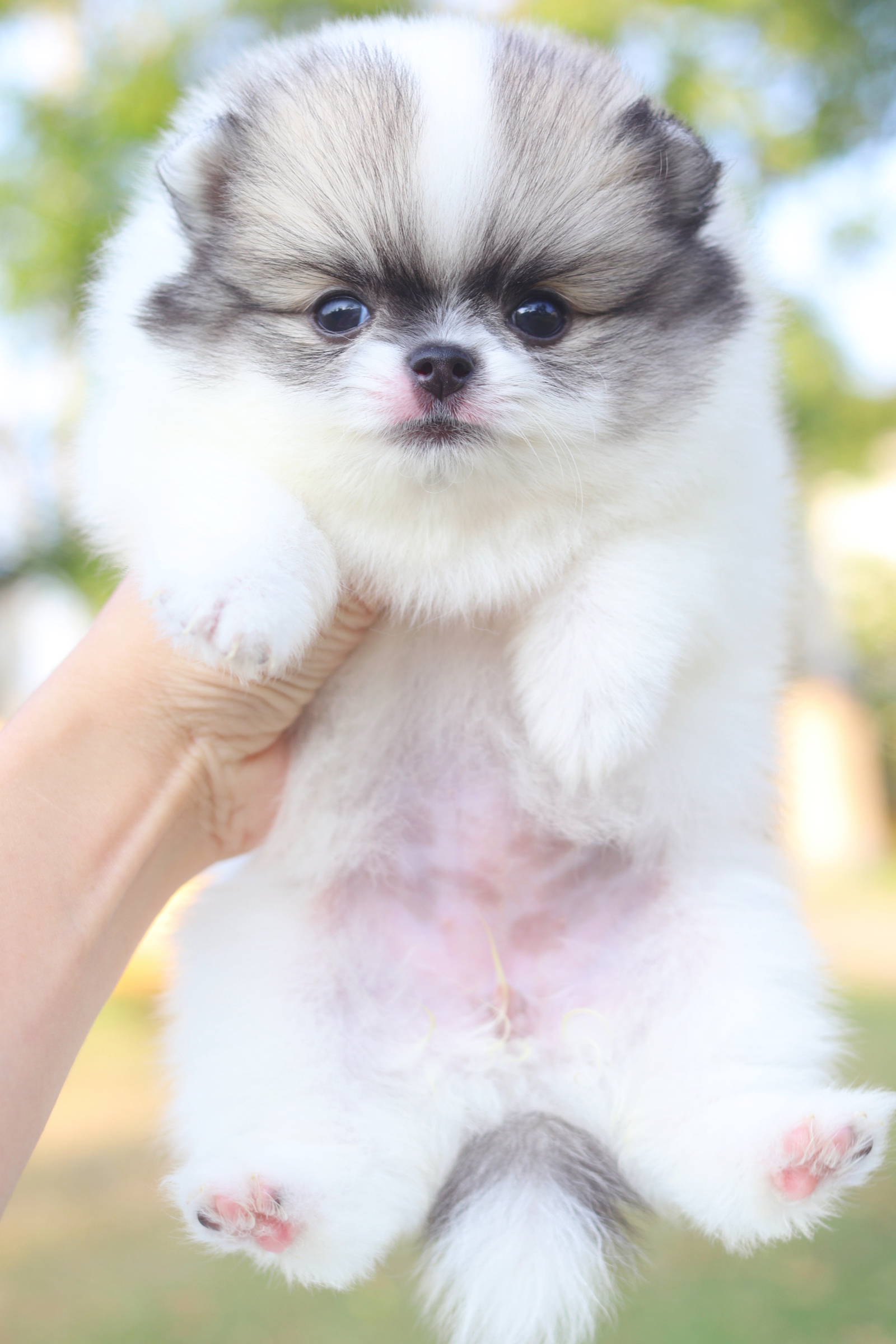 ปอมเมอเรเนียน เพศเมียสีแฟนซี