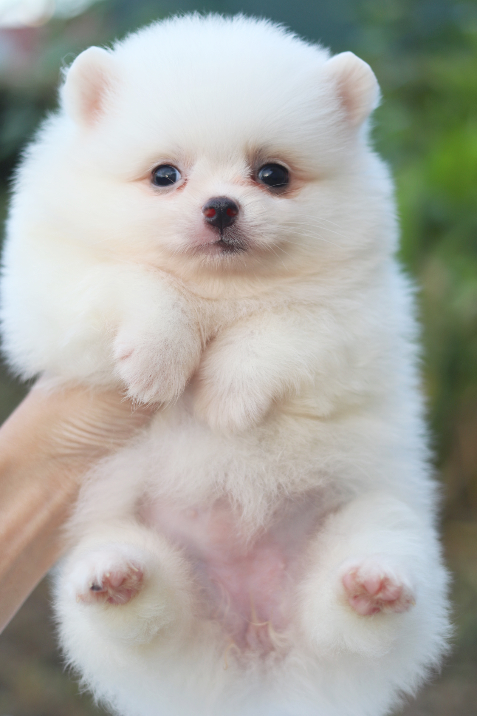 ปอมเมอเรเนียน เพศเมียสีขาวครีม