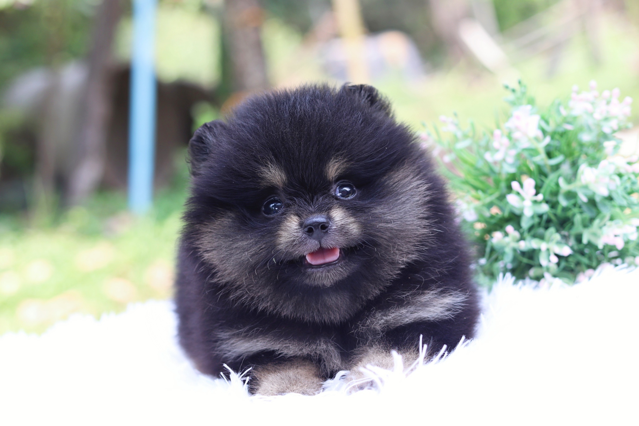 ปอมเมอเรเนียน เพศเมีย สีแบล็คแทน