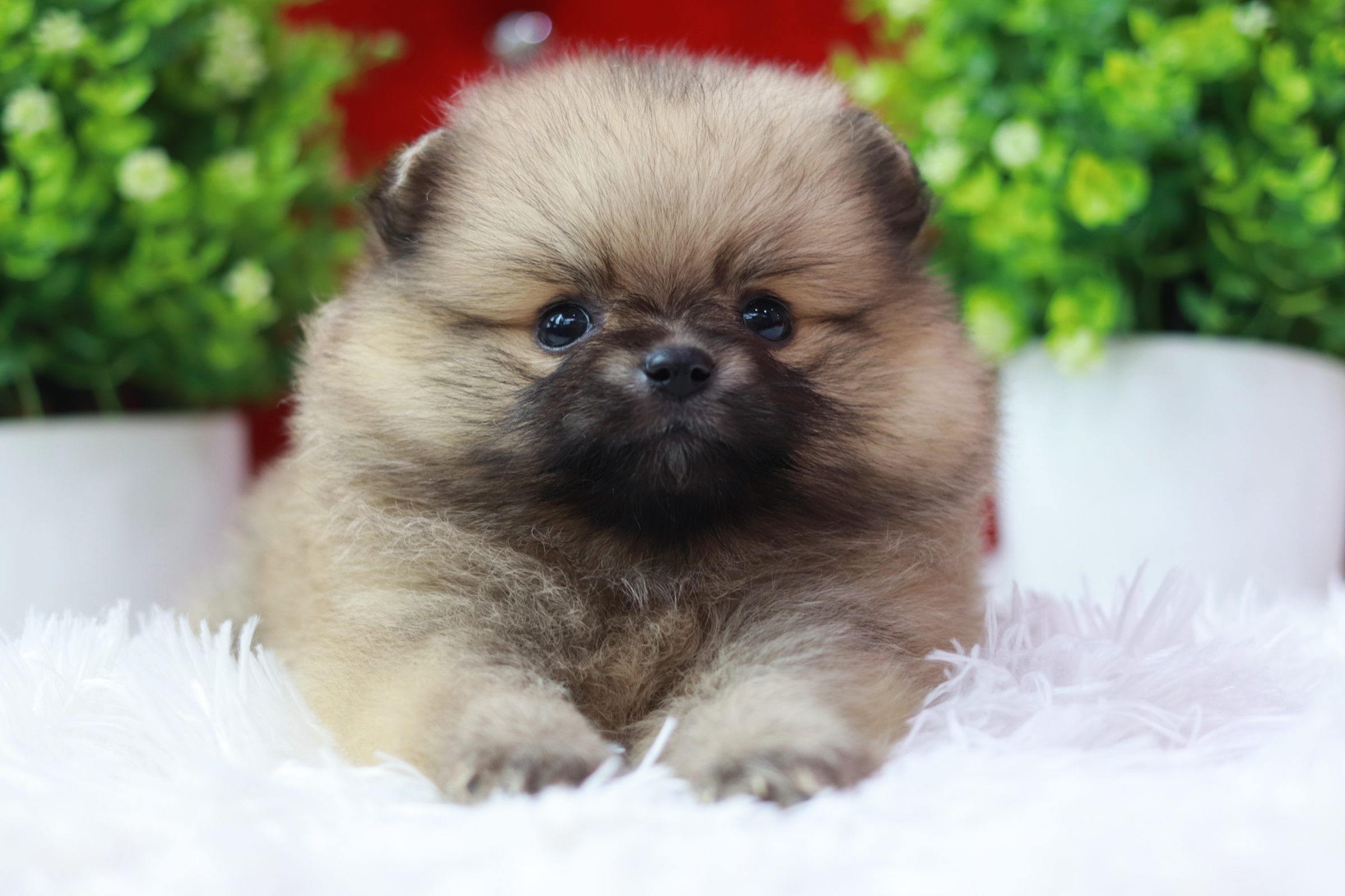 ปอมเมอเรเนียน เพศเมีย