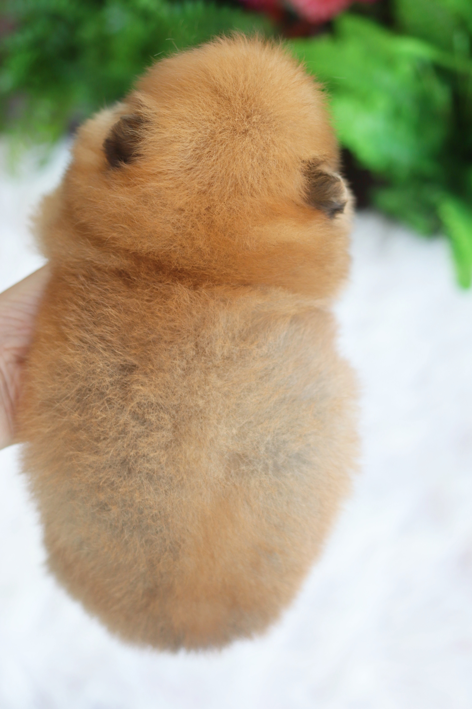 ปอมเมอเรเนียน เพศเมียสีส้ม