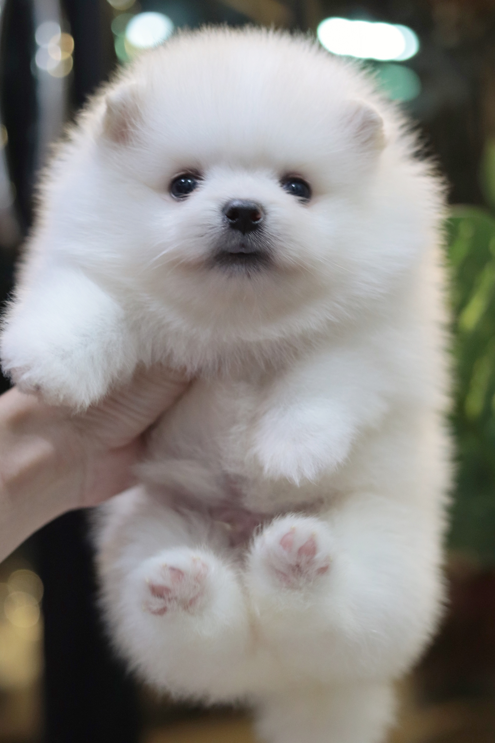 ปอมเมอเรเนียน เพศผู้ขาว