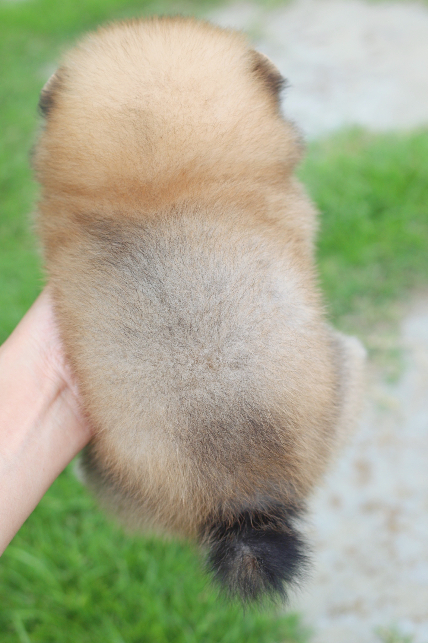 ปอมเมอเรเนียน เพศเมียสีส้ม