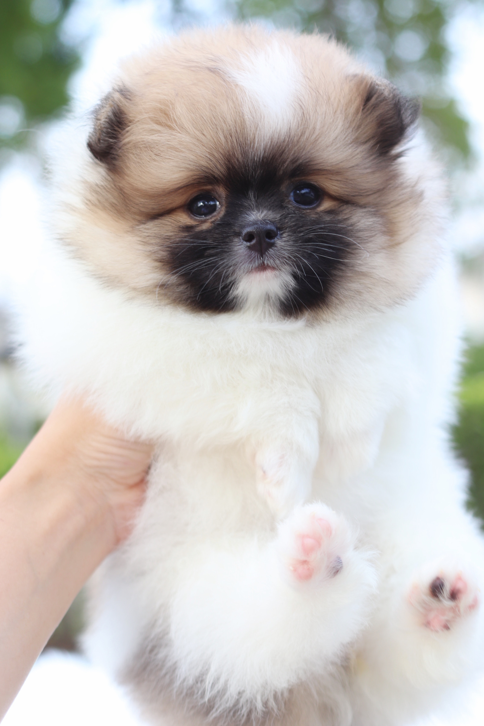 ปอมเมอเรเนียน เพศผู้สีแฟนซี