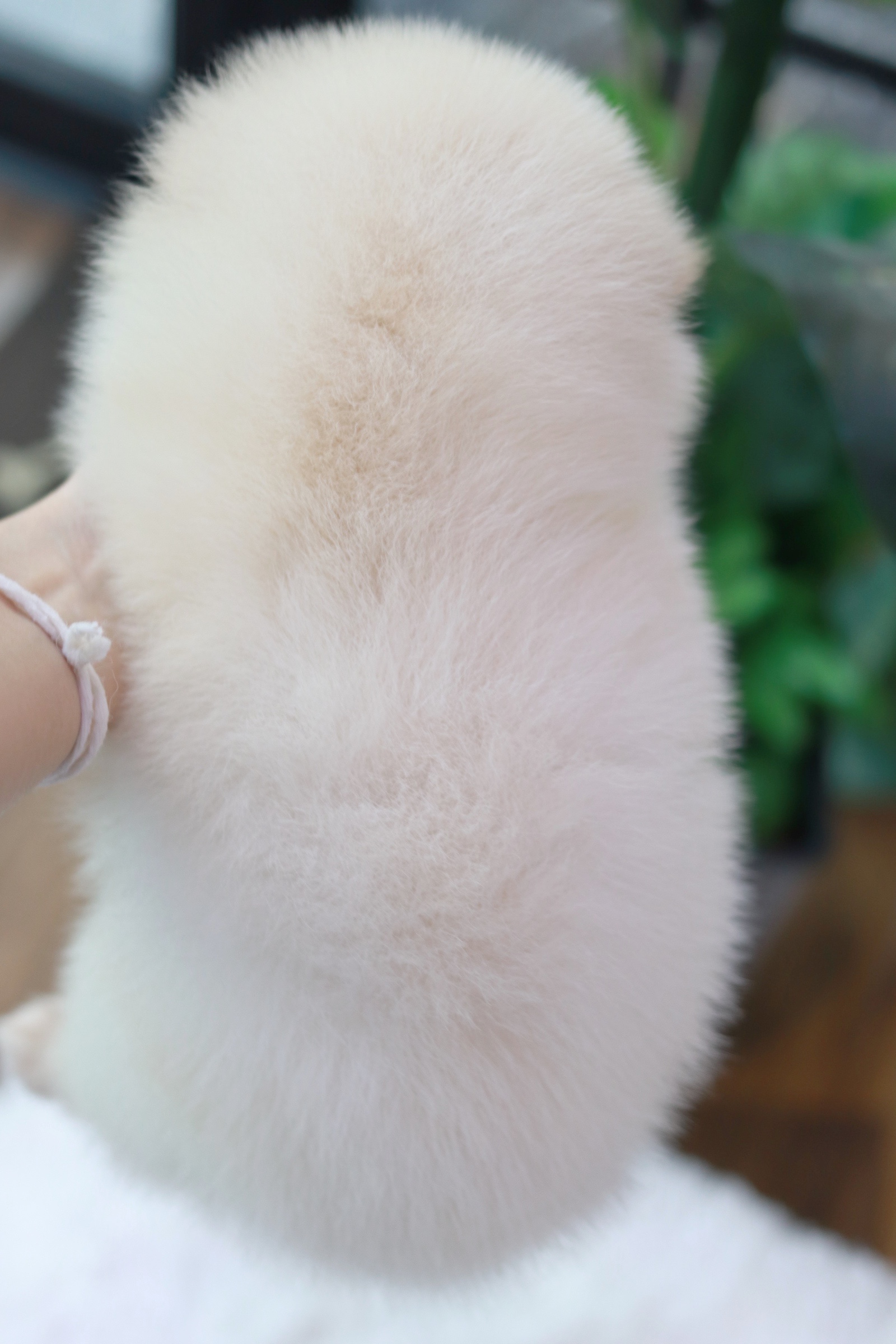 ปอมเมอเรเนียน เพศผู้ สีขาวครีม