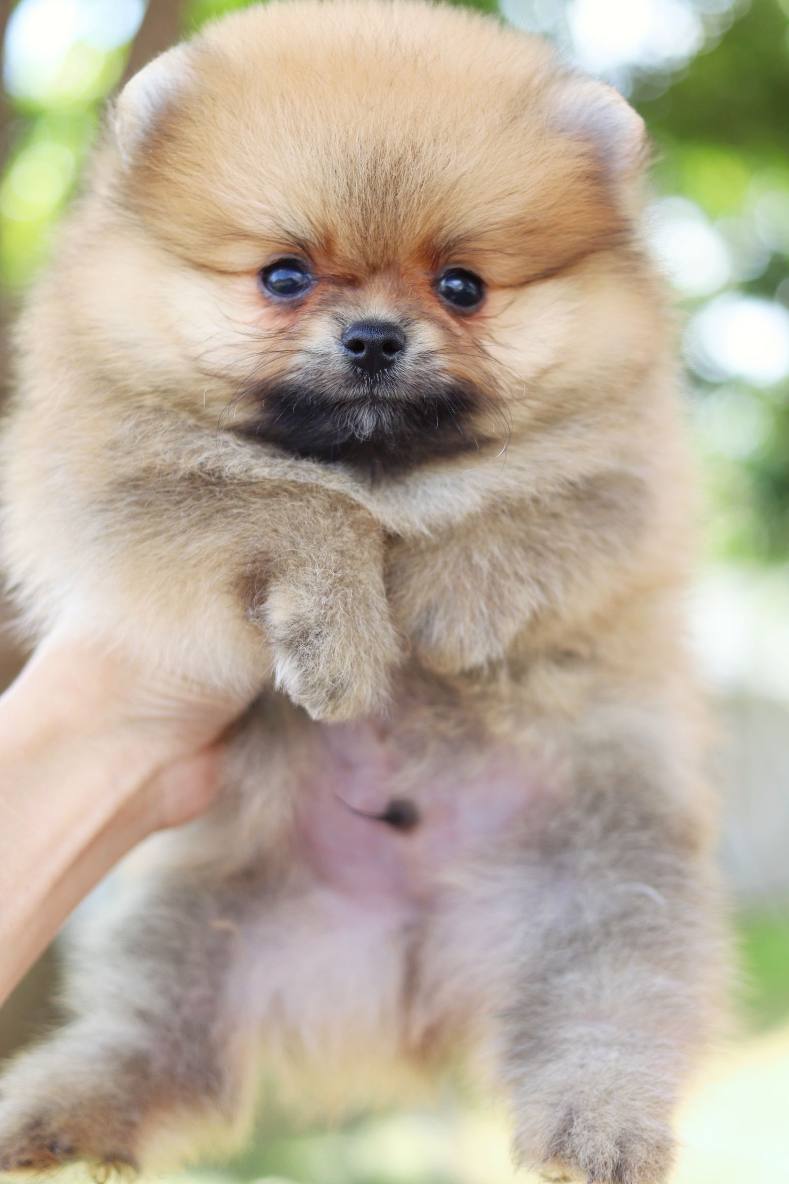 ปอมเมอเรเนียน เพศผู้สีส้มเกรดโชว์