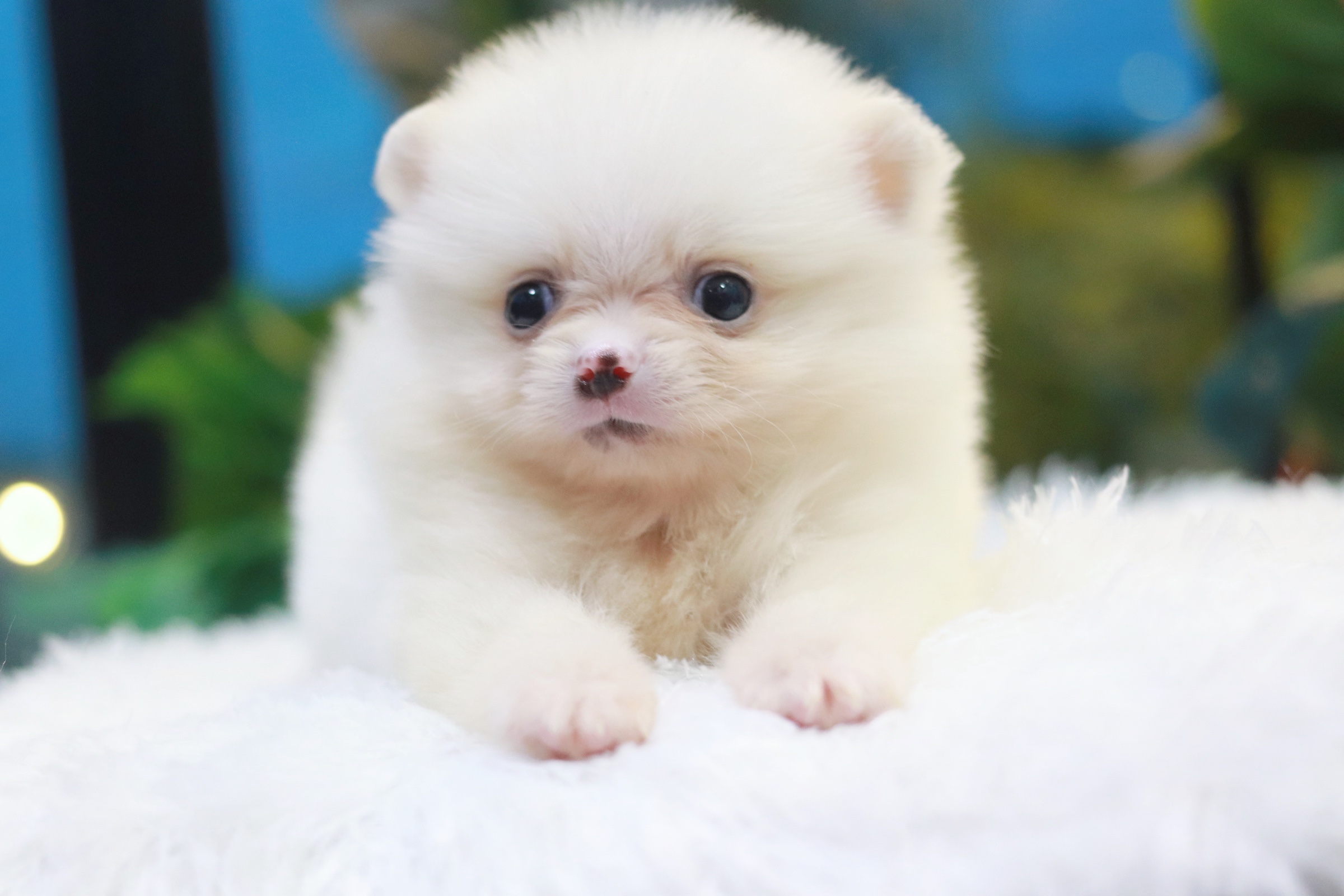 ปอมเมอเรเนียน เพศผู้สีขาว