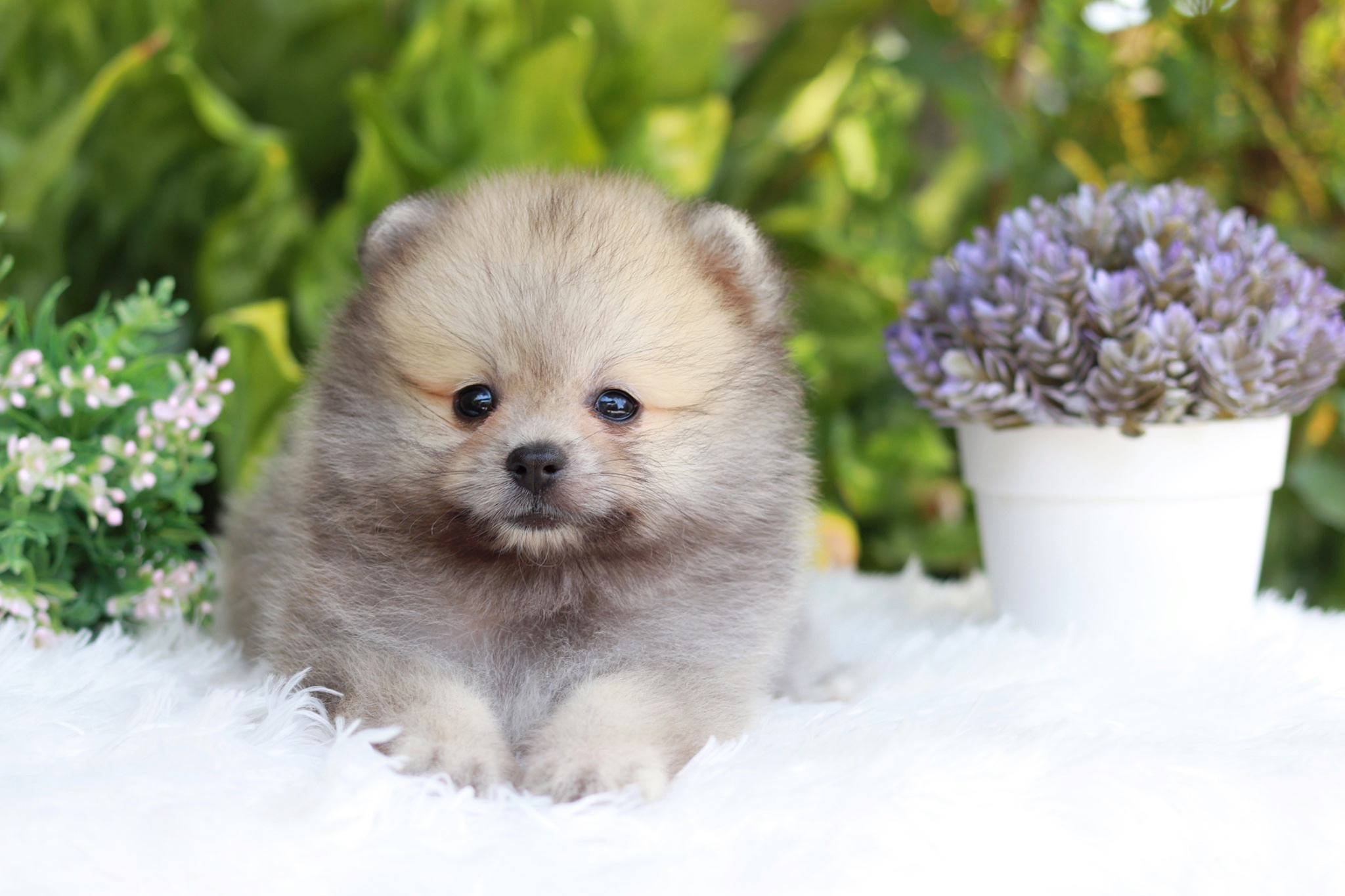 ปอมเมอเรเนียน เพศผู้สีส้ม