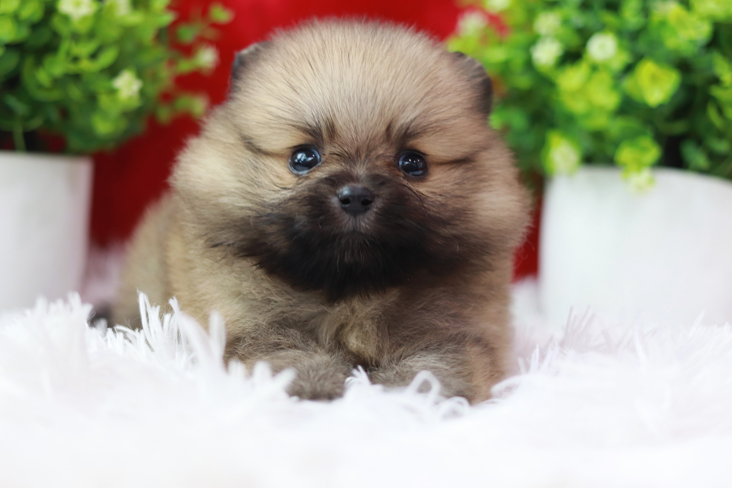 ปอมเมอเรเนียน เพศเมีย