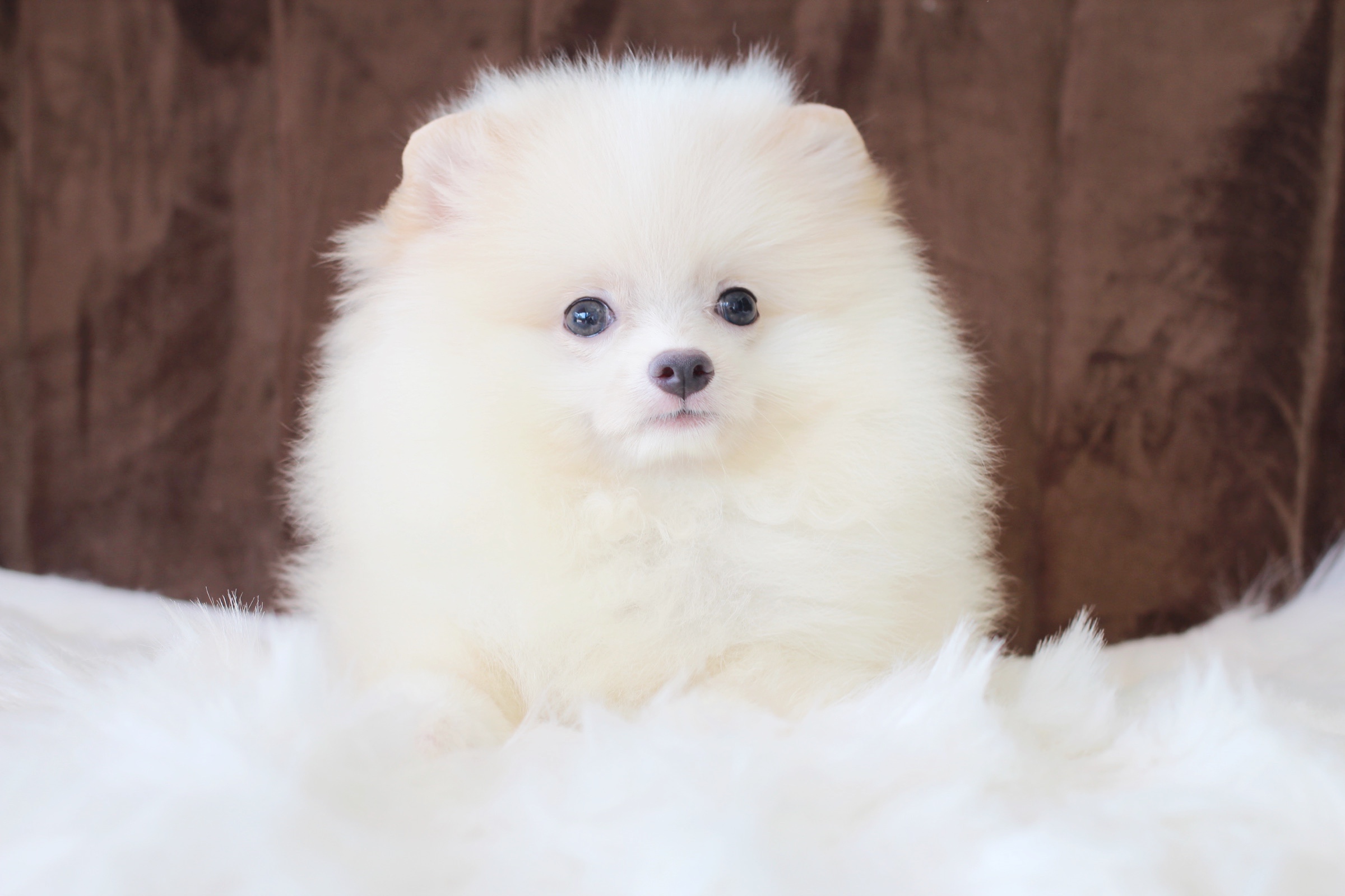 ปอมเมอเรเนียน เพศผู้ สีครีม