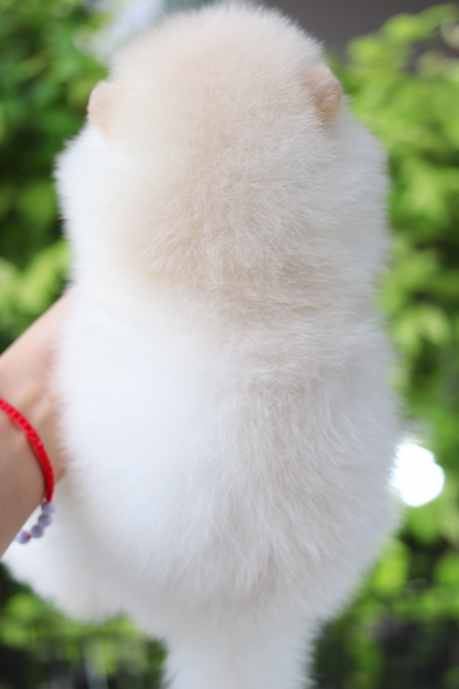 ปอมเมอเรเนียน เพศผู้สีขาวครีม