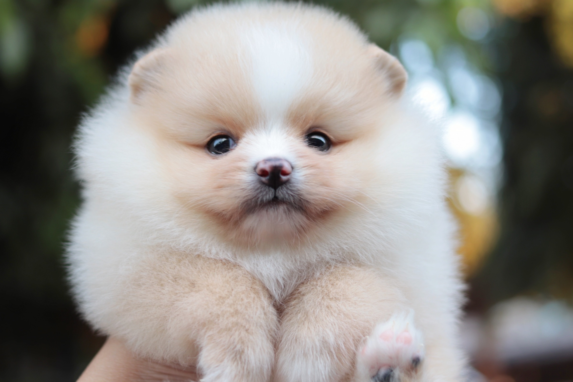 ปอมเมอเรเนียน เพศเมีย สีครีม หน้าฟ็อก