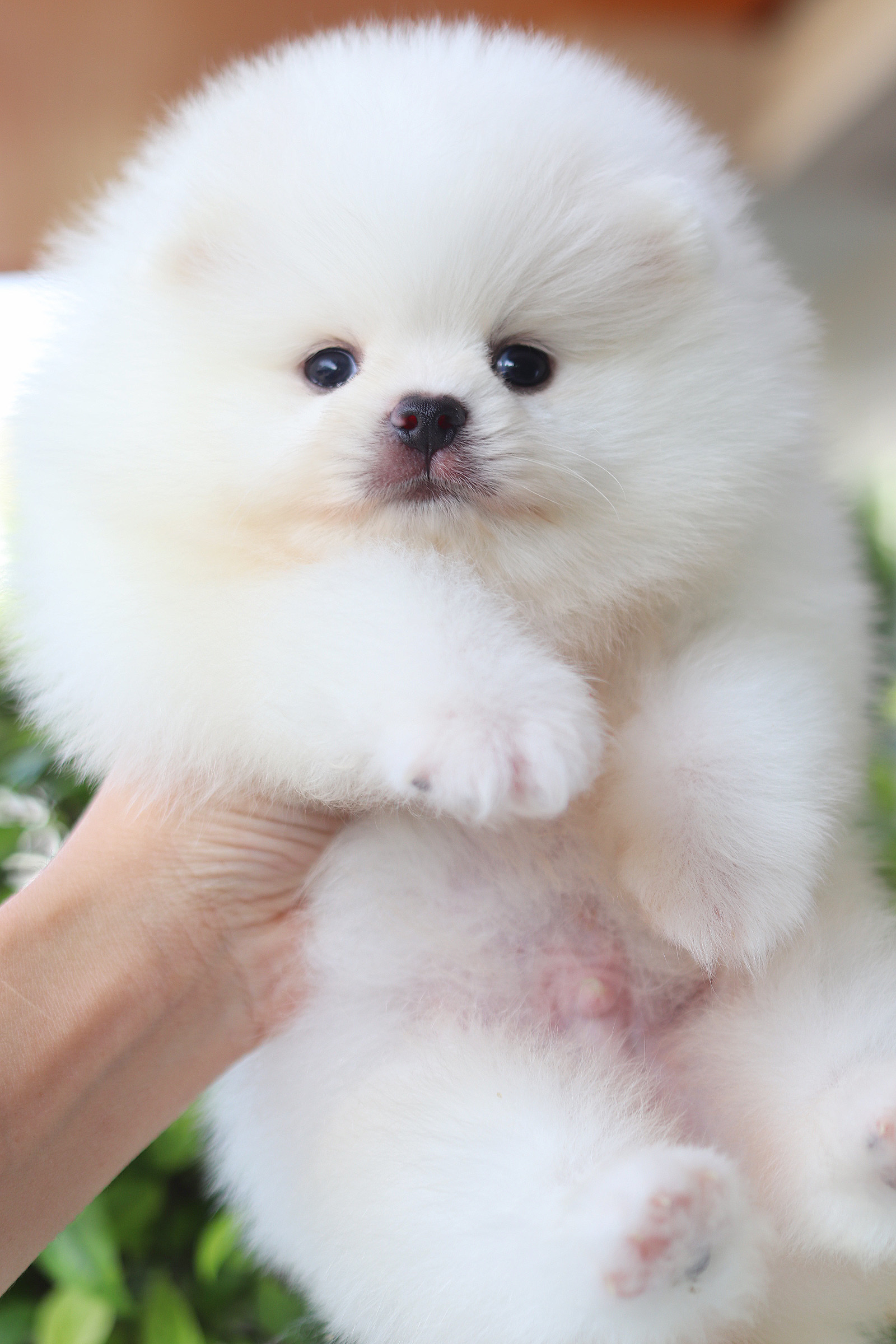 ปอมเมอเรเนียน เพศผู้สีขาวครีม เกรดโชว์