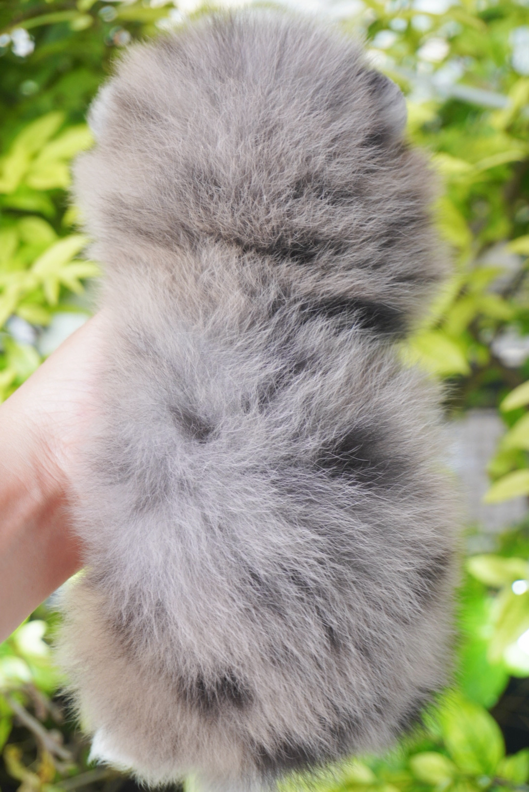 ปอมเมอเรเนียน เพศเมียสีเมอร์เร่ ตาฟ้าคู่