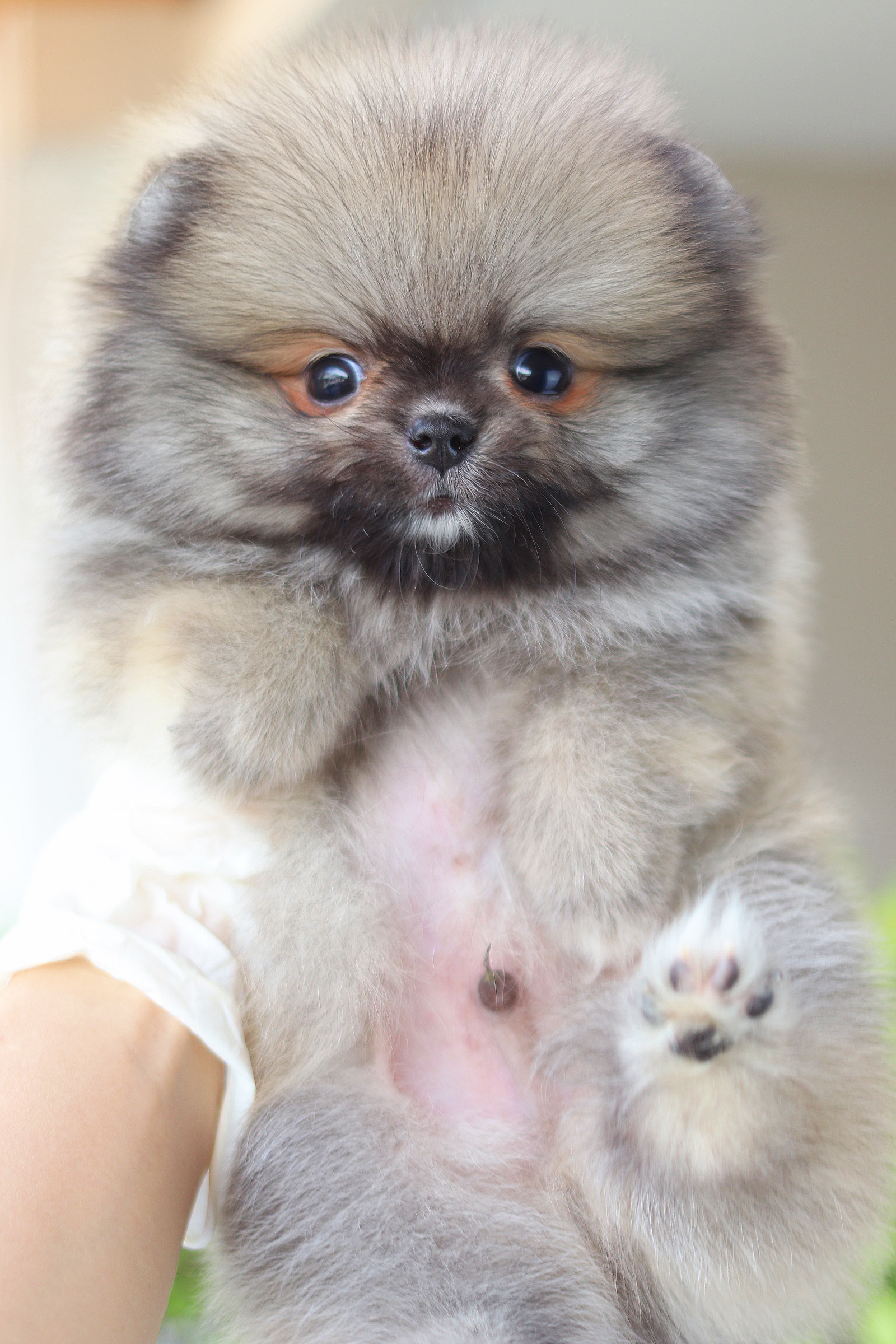 ปอมเมอเรเนียน เพศผู้สีส้ม