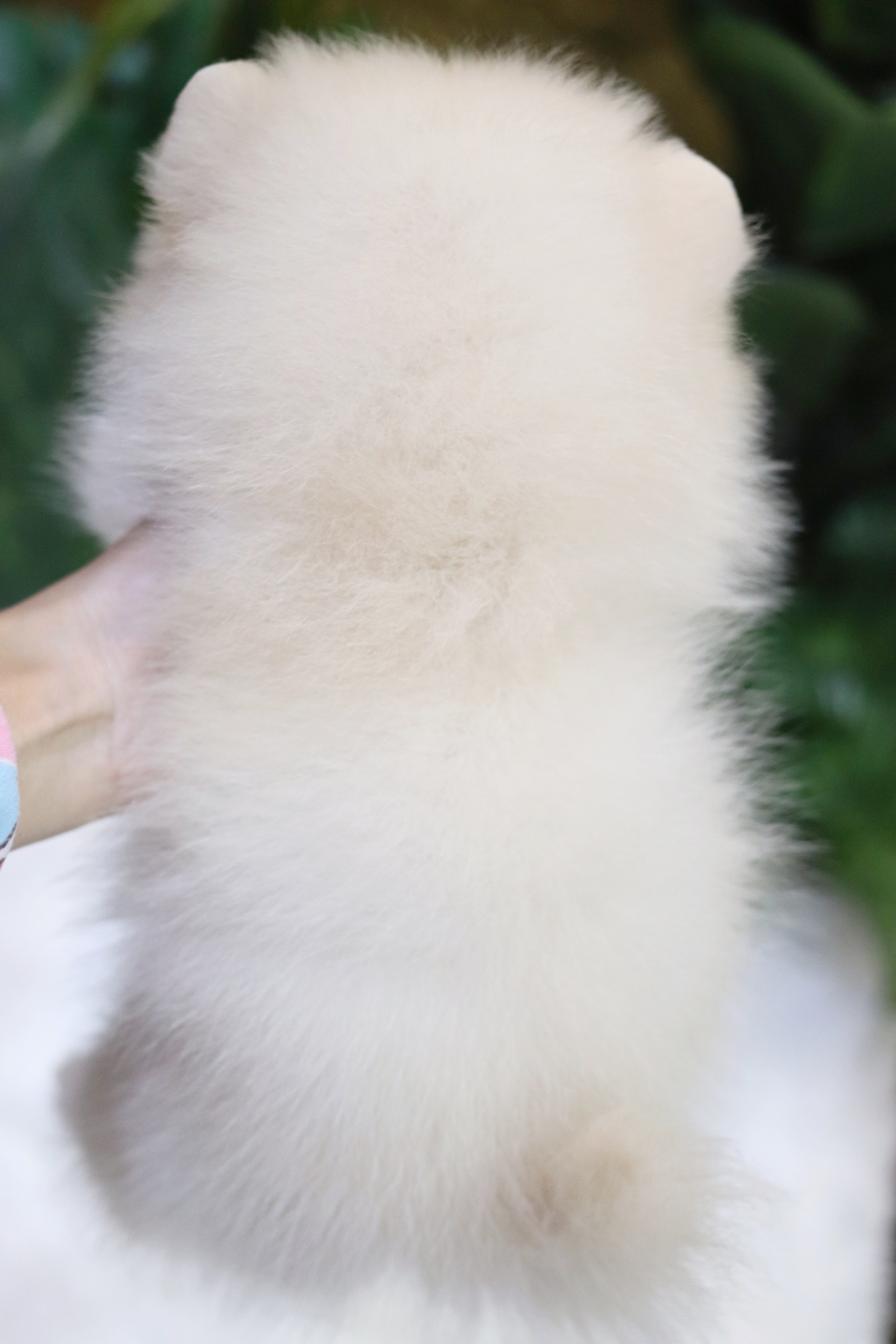 ปอมเมอเรเนียน เพศเมียสีขาวครีม