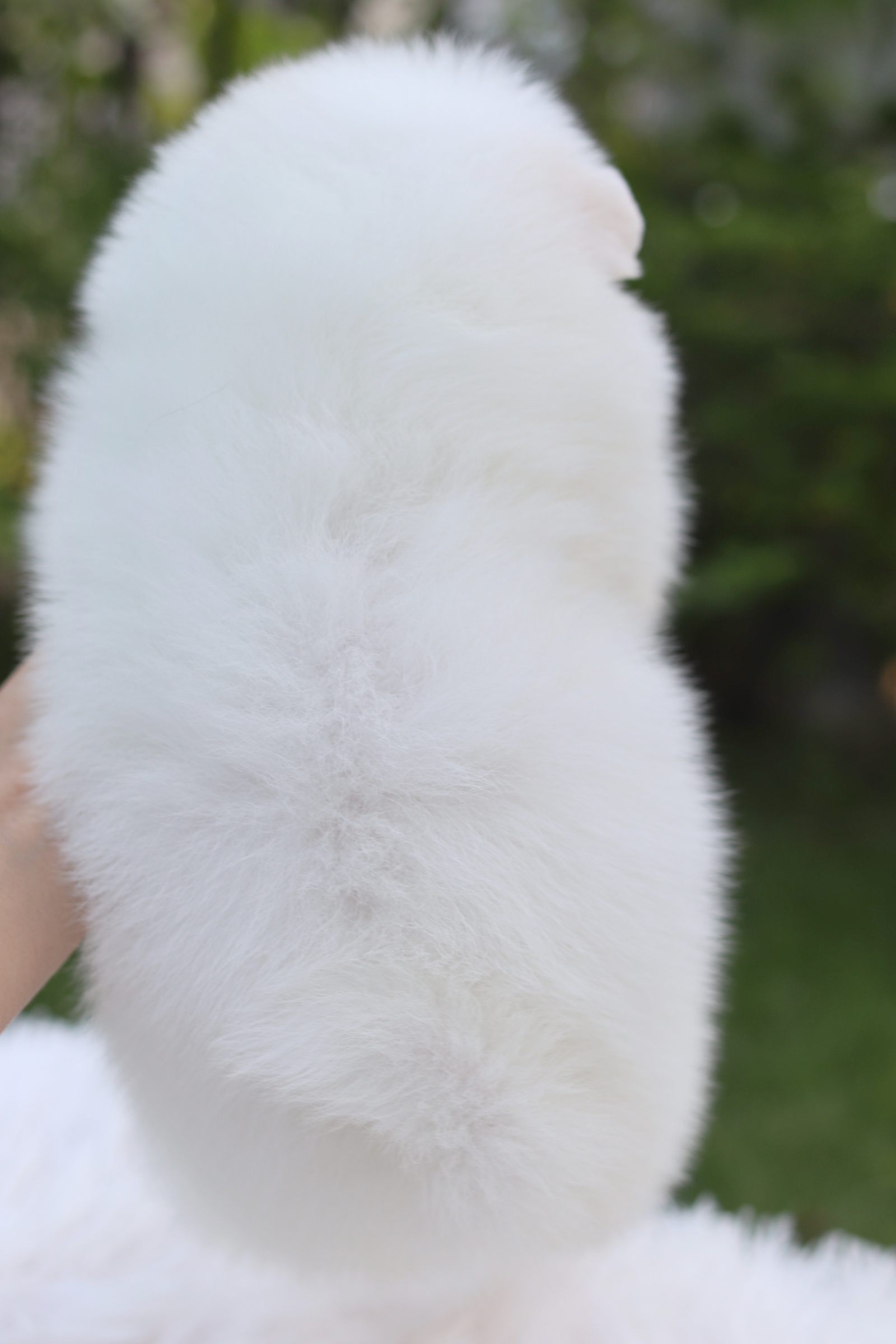 ปอมเมอเรเนียน เพศผู้หน้าฟ็อก เกรดเลี้ยงเล่น