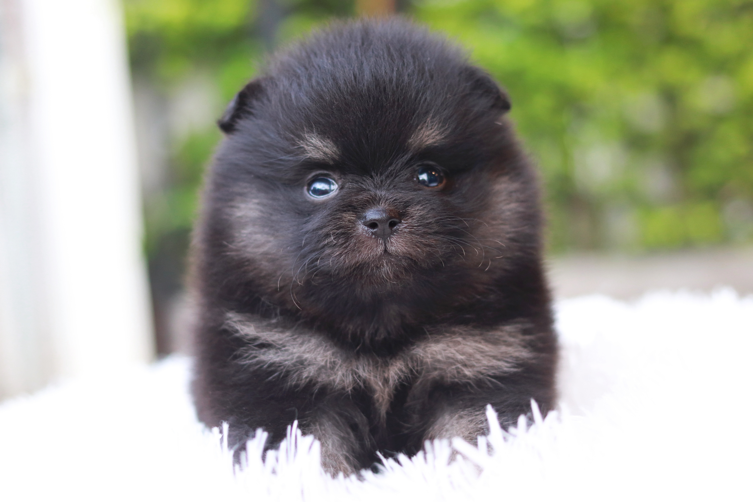 ปอมเมอเรเนียน เพศผู้ แบล็คแทน