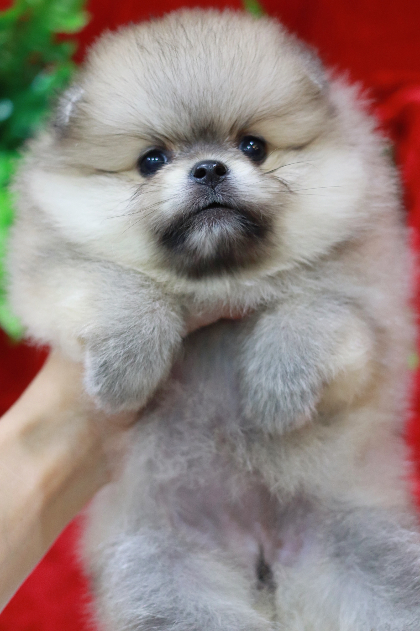 ปอมเมอเรเนียน เพศเมียสีส้มหน้าตุ๊กตา