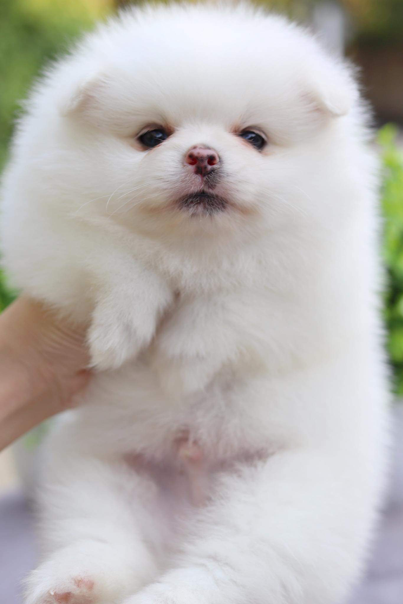 ปอมเมอเรเนียน เพศผู้