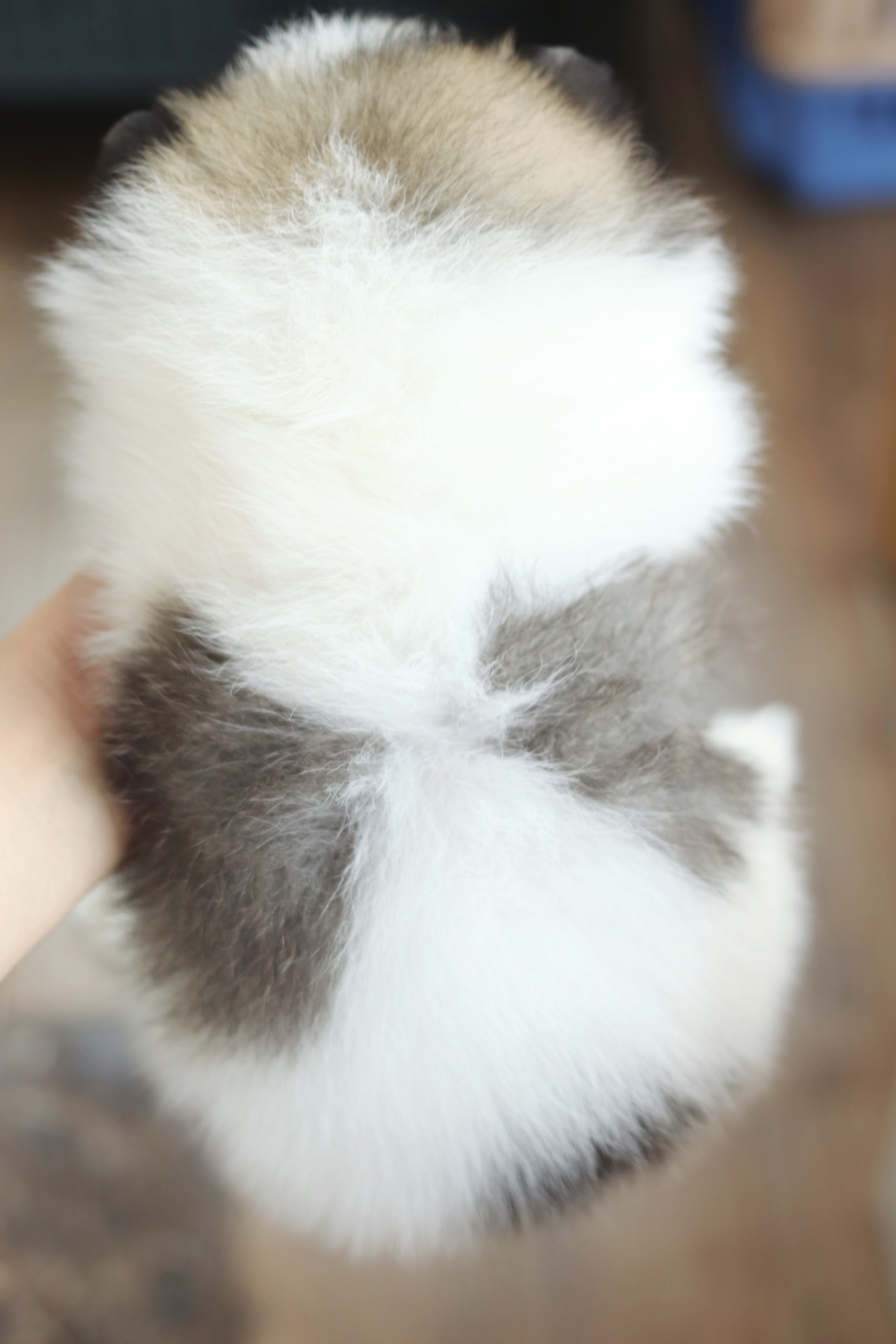 ปอมเมอเรเนียน เพศเมียสีแฟนซี