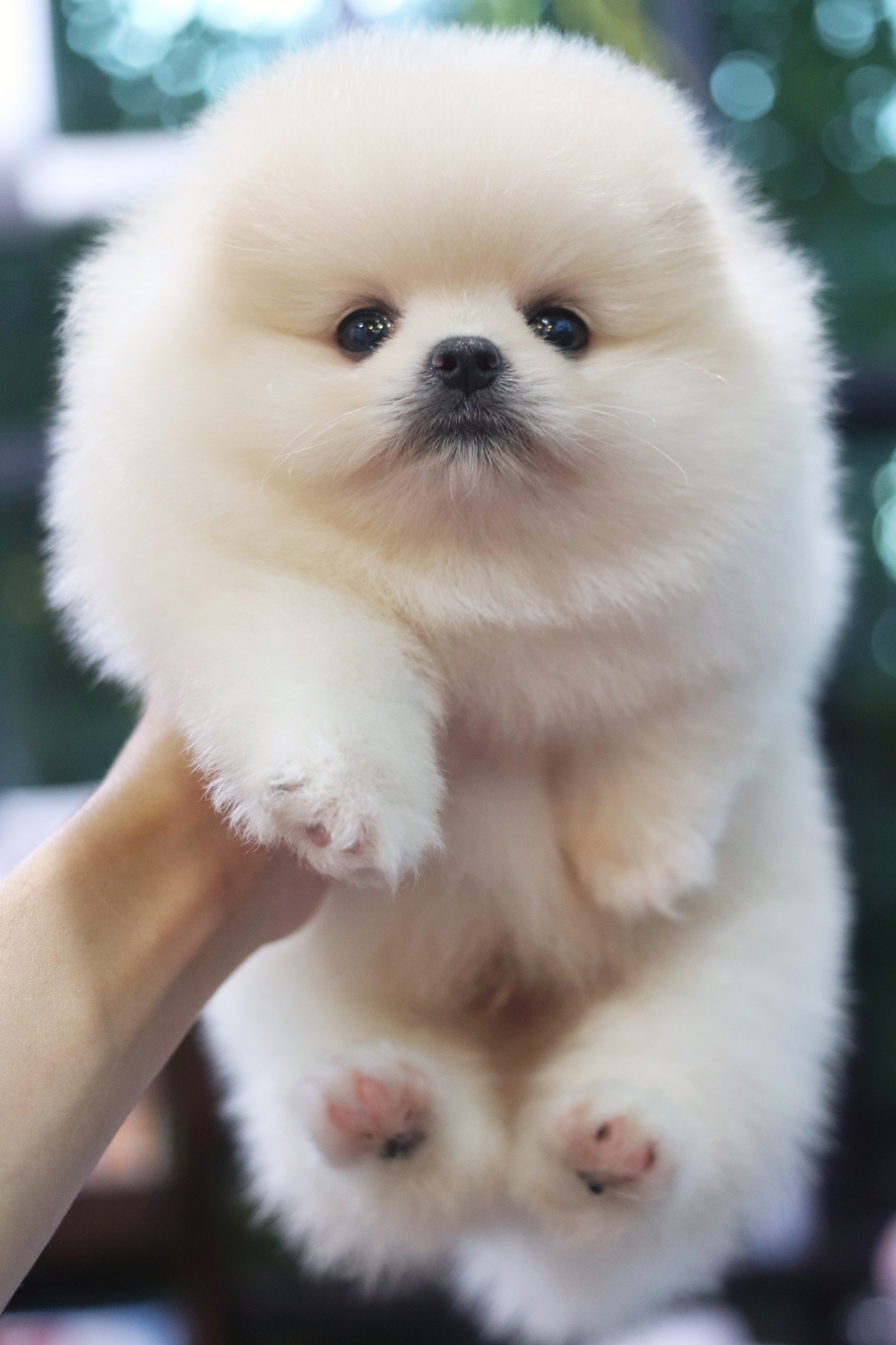 ปอมเมอเรเนียน เพศผู้ ขาวครีม