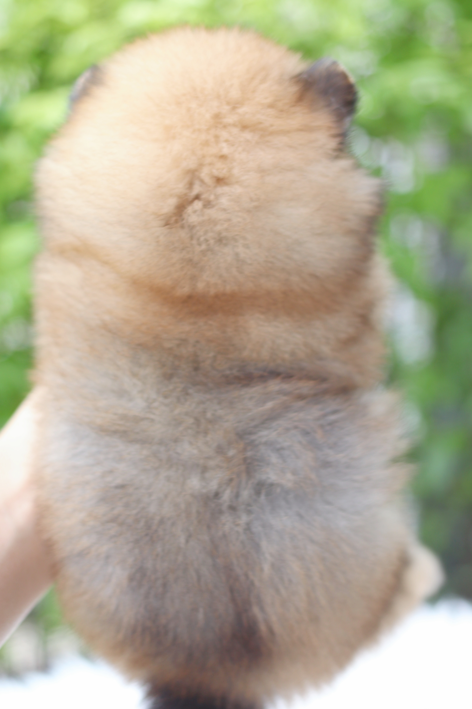 ปอมเมอเรเนียน เพศเมียสีส้ม