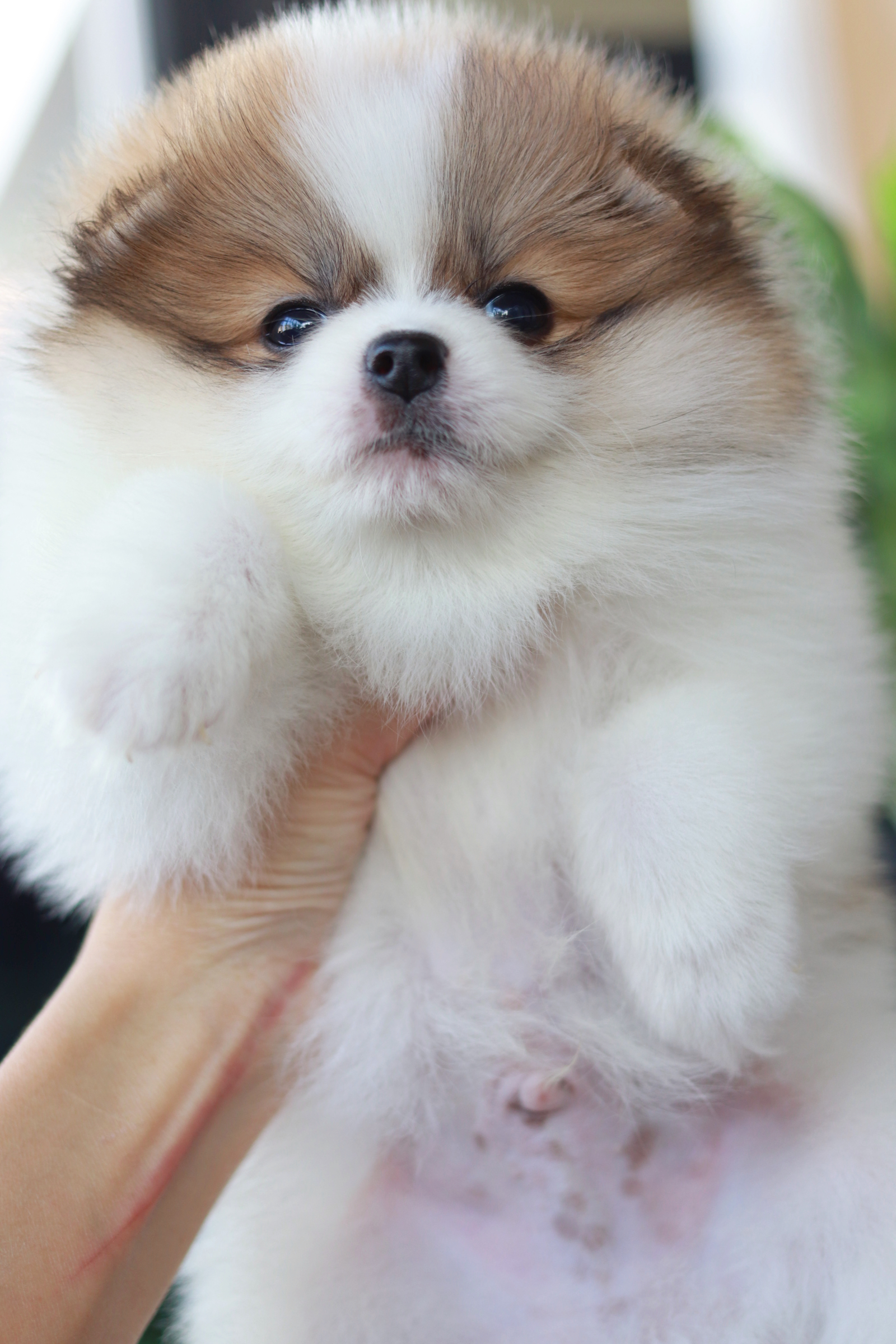 ปอมเมอเรเนียน เพศผู้ แฟนซี