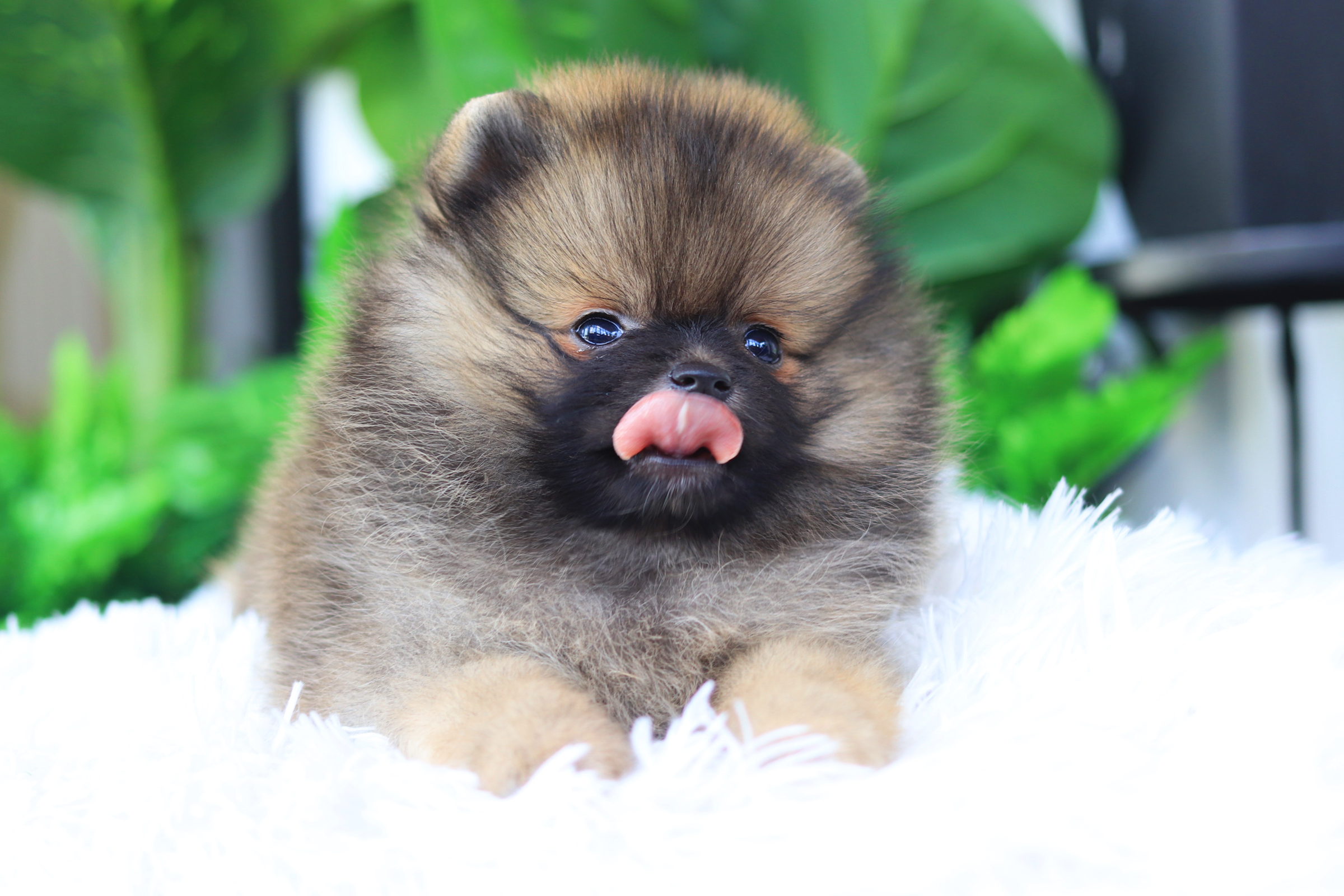 ปอมเมอเรเนียน เพศเมียสีส้มเซเบิ้ล