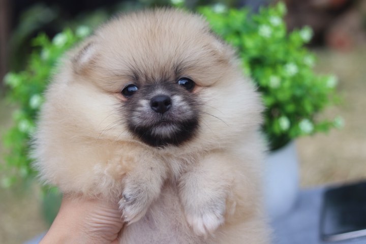 ปอมเมอเรเนียน เพศเมีย