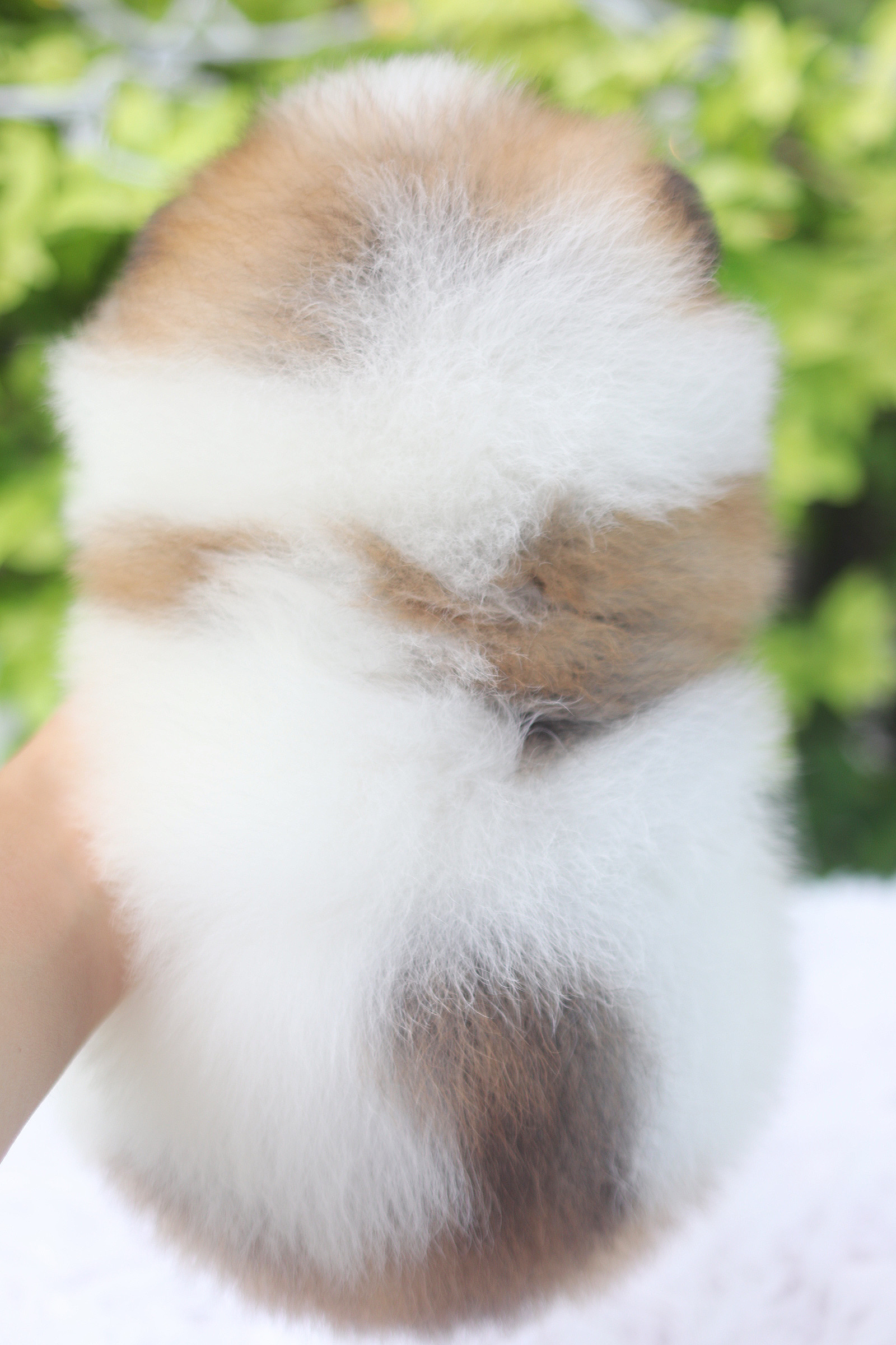 ปอมเมอเรเนียน เพศเมียสีแฟนซี เกรดโชว์