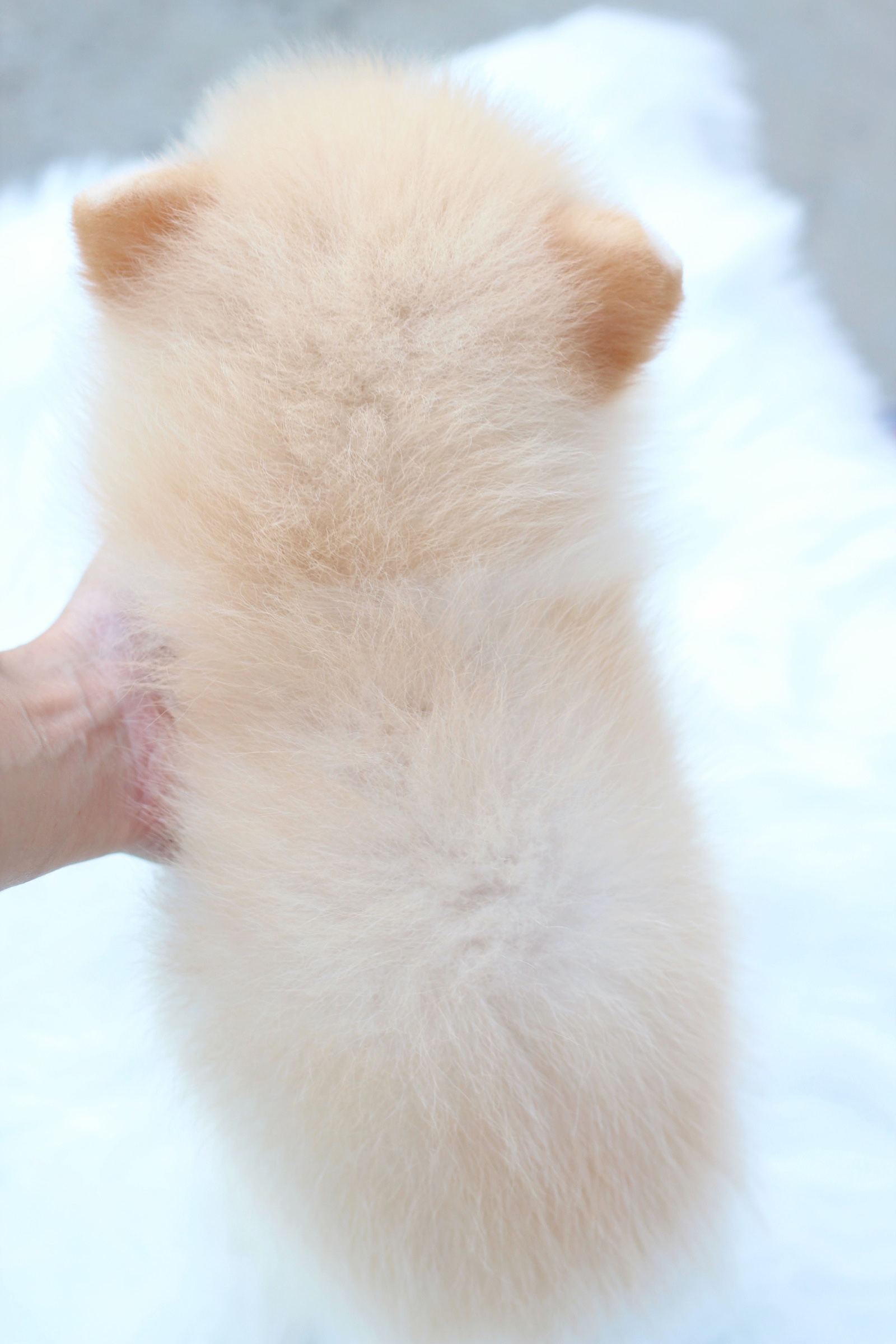 ปอมเมอเรเนียน เพศผู้ สีครีม