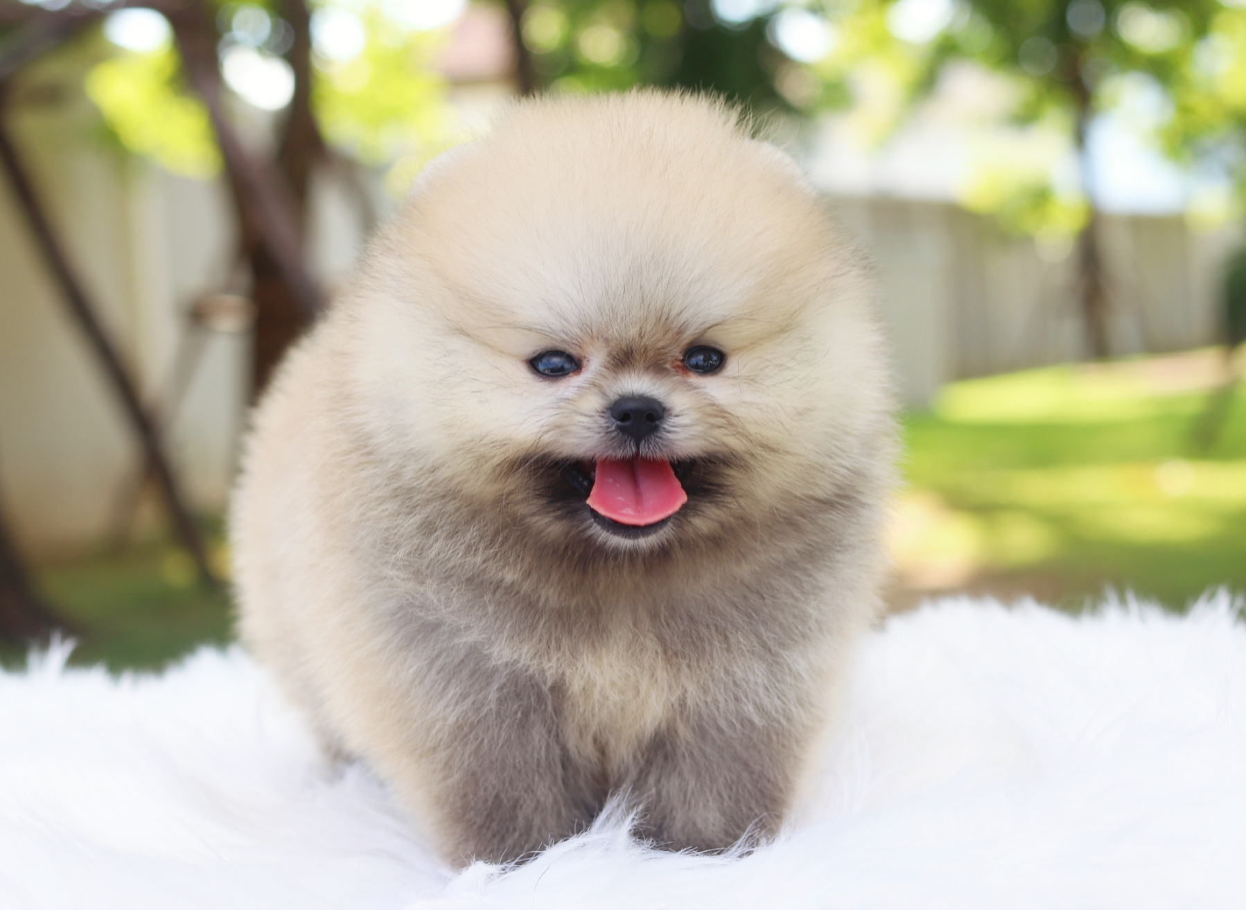 ปอมเมอเรเนียน เพศผู้สีส้มเกรดโชว์