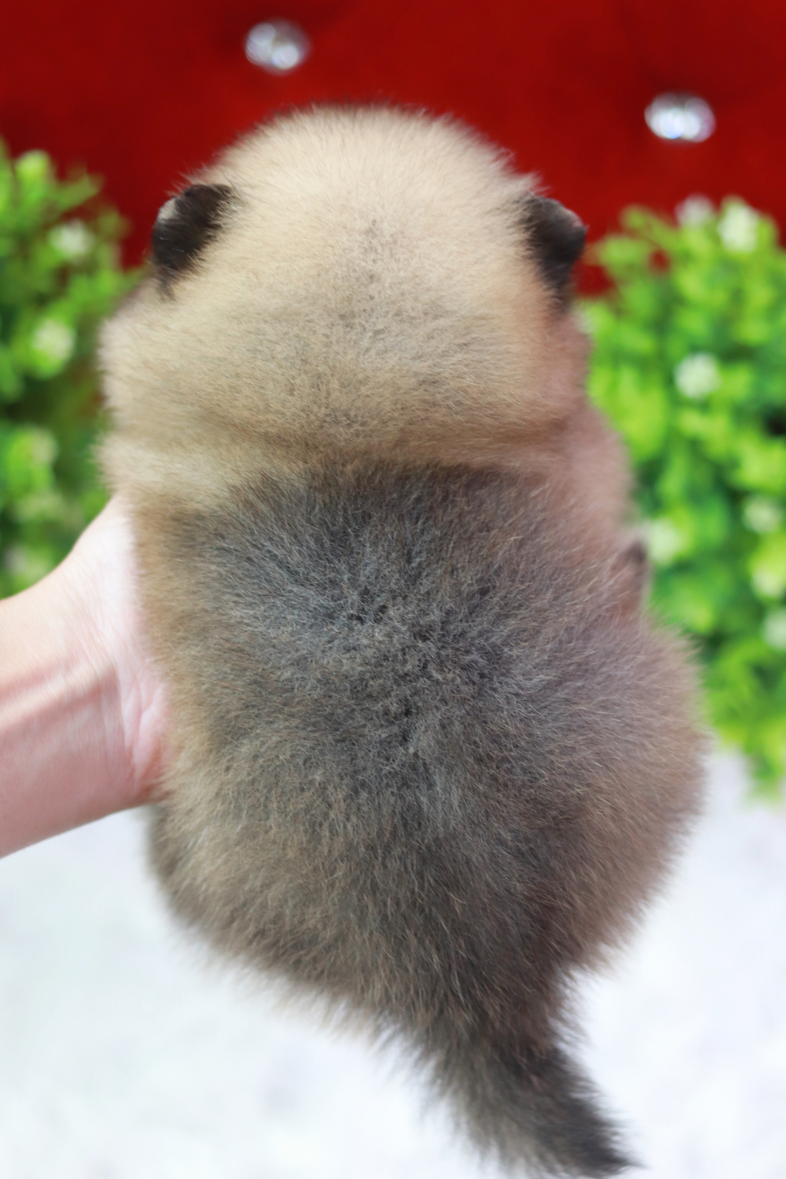 ปอมเมอเรเนียน เพศเมีย