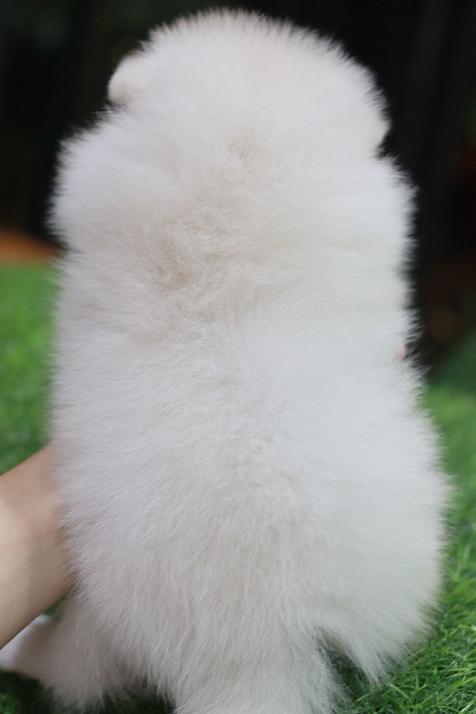 ปอมเมอเรเนียน เพศเมียสีขาวครีม