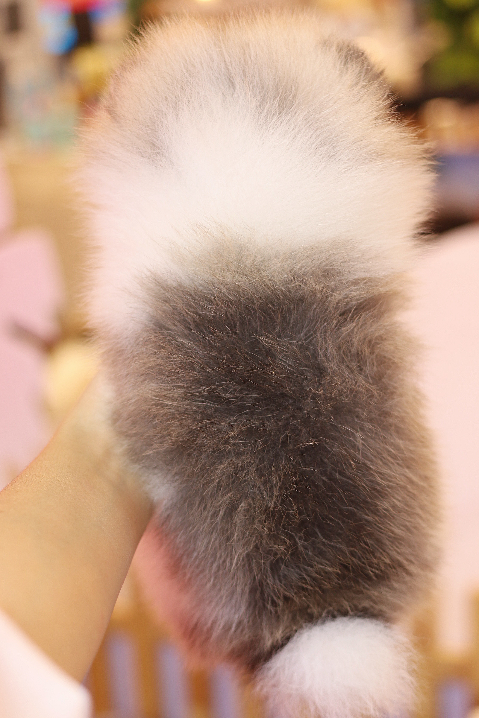 ปอมเมอเรเนียน เพศผู้สีแฟนซี เกรดโชว์