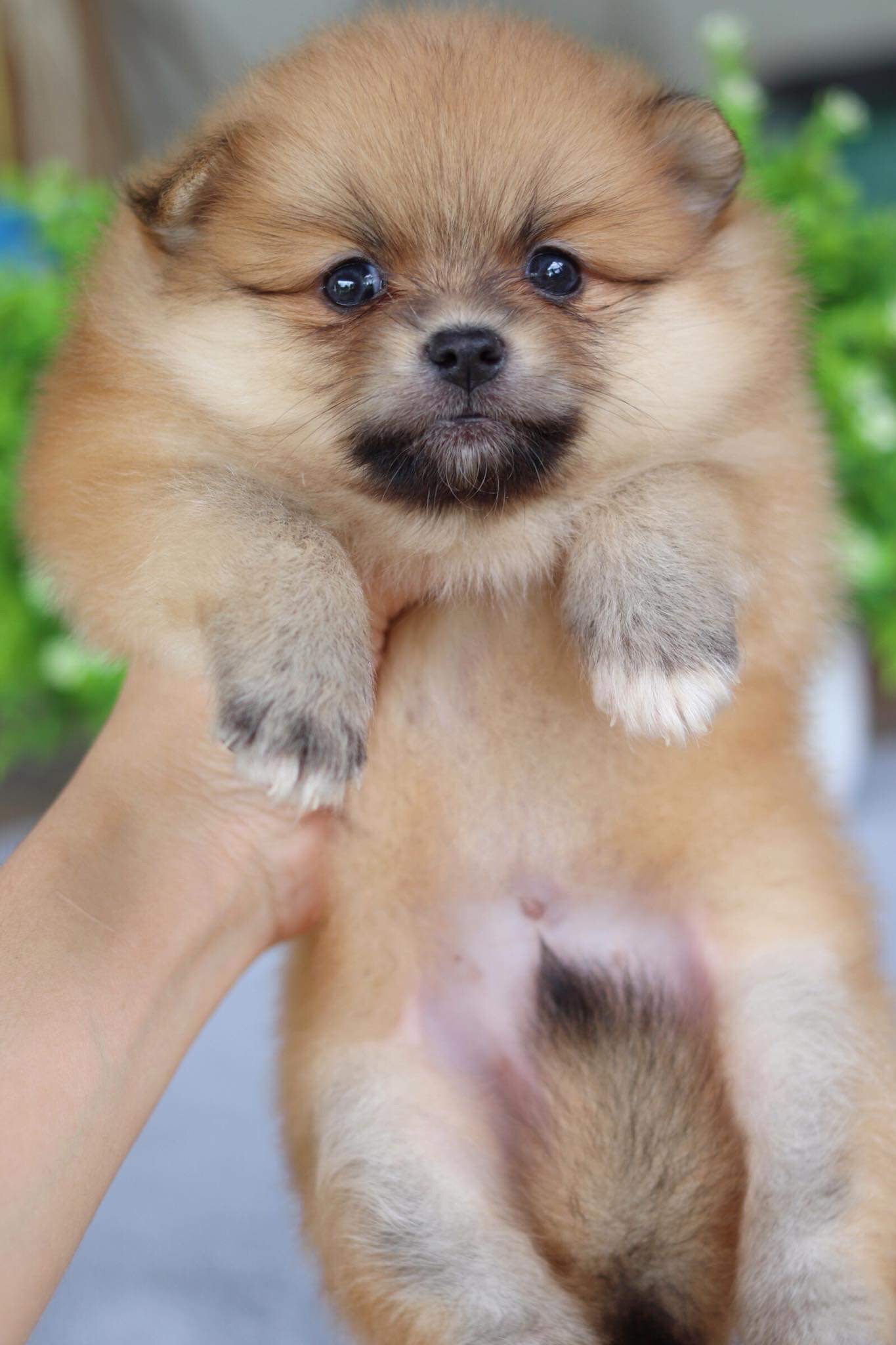 ปอมเมอเรเนียน เพศเมีย