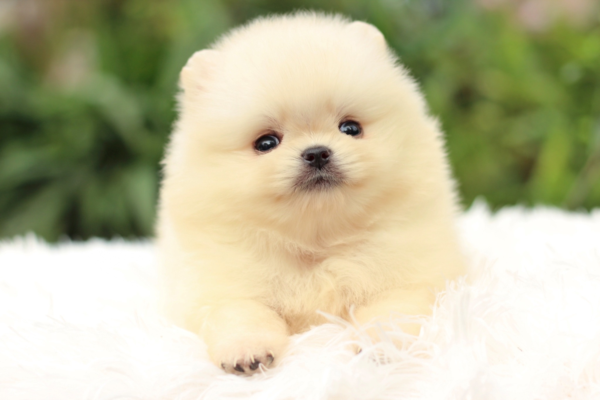 ปอมเมอเรเนียน เพศผู้ สีครีม หน้าตุ๊กตา