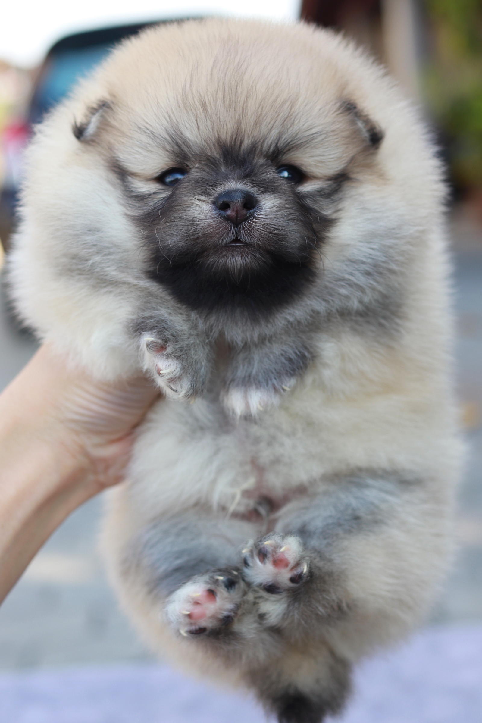 ปอมเมอเรเนียน เพศผู้