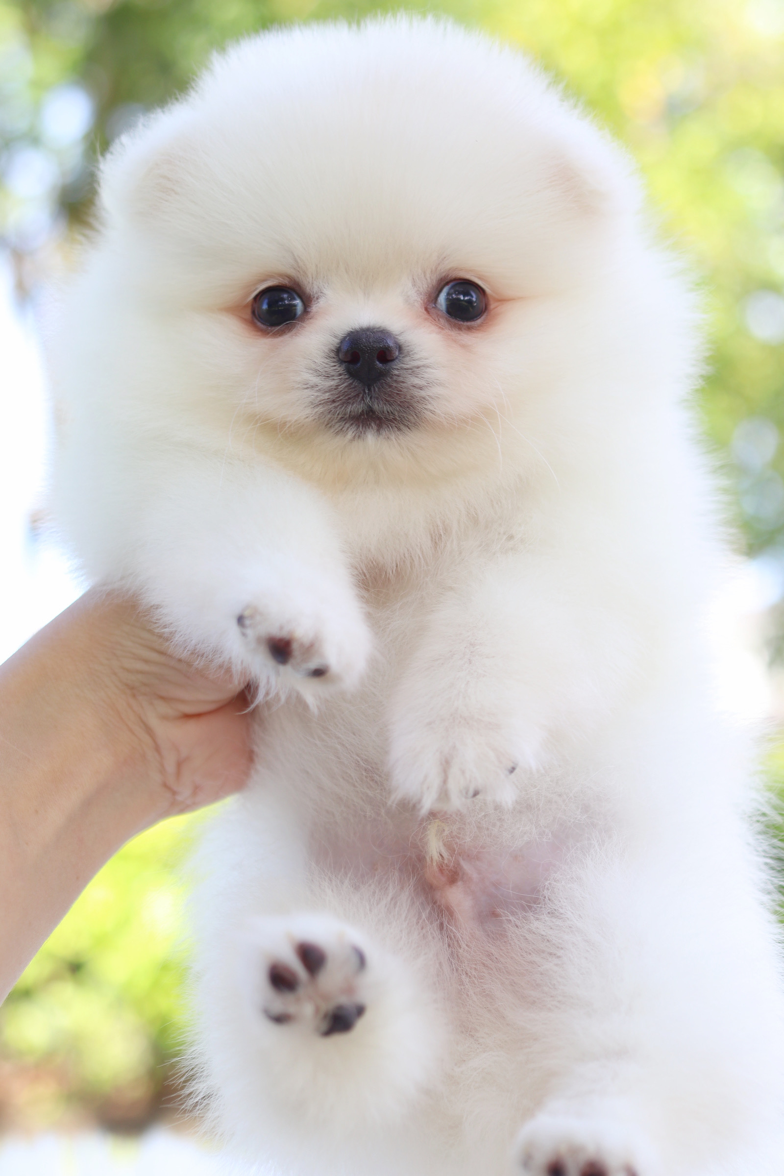 ปอมเมอเรเนียน เพศผู้สีขาวครีม