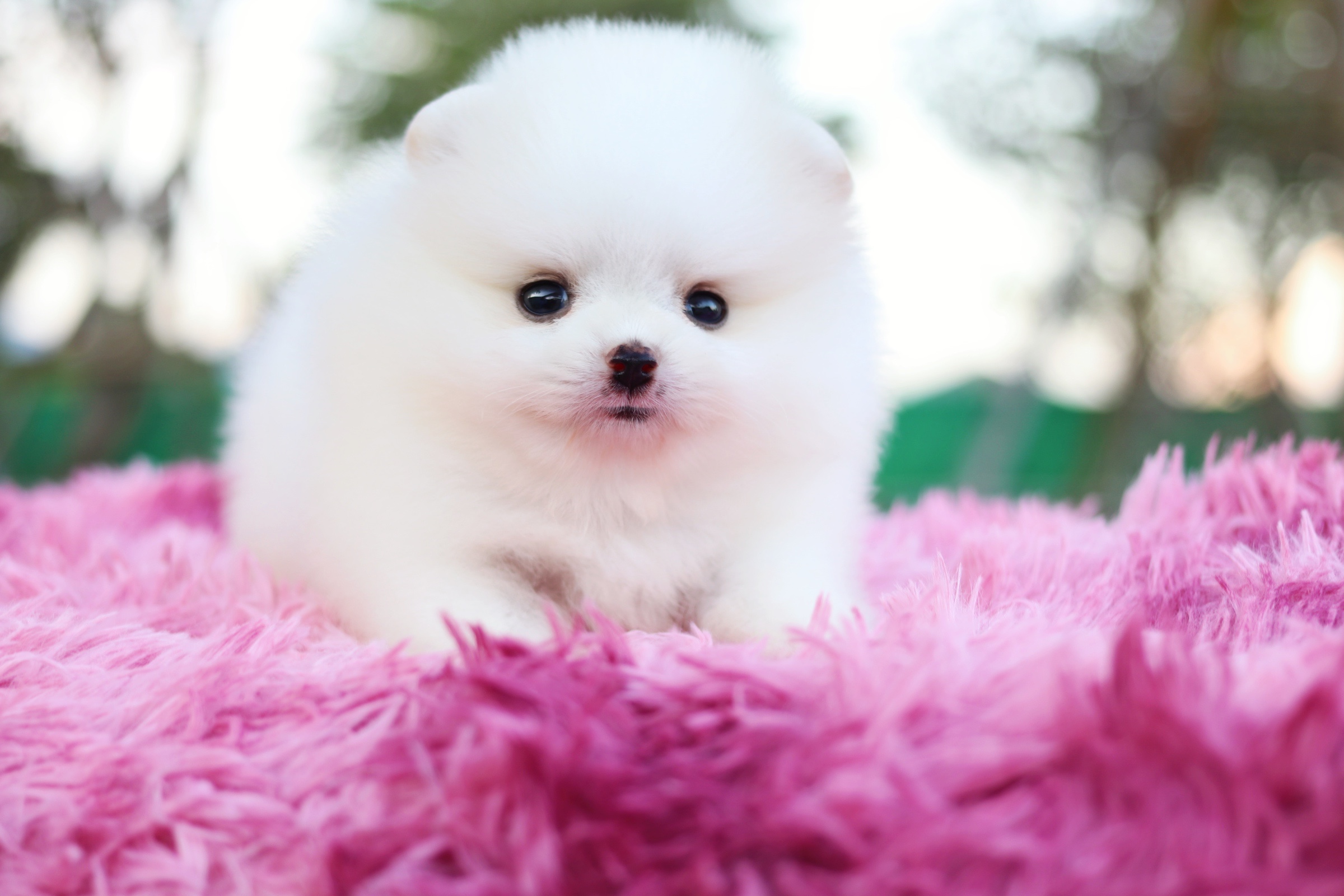 ปอมเมอเรเนียน เพศผู้ สีขาวครีม เกรดโชว์