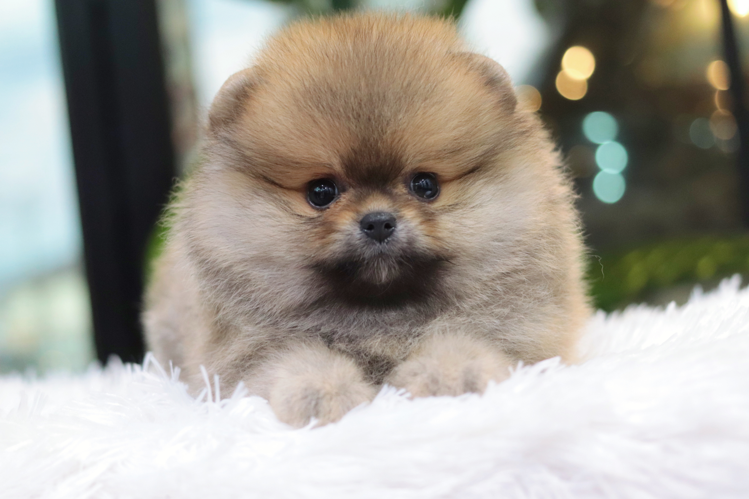 ปอมเมอเรเนียน เพศเมียสีส้ม เกรดโชว์