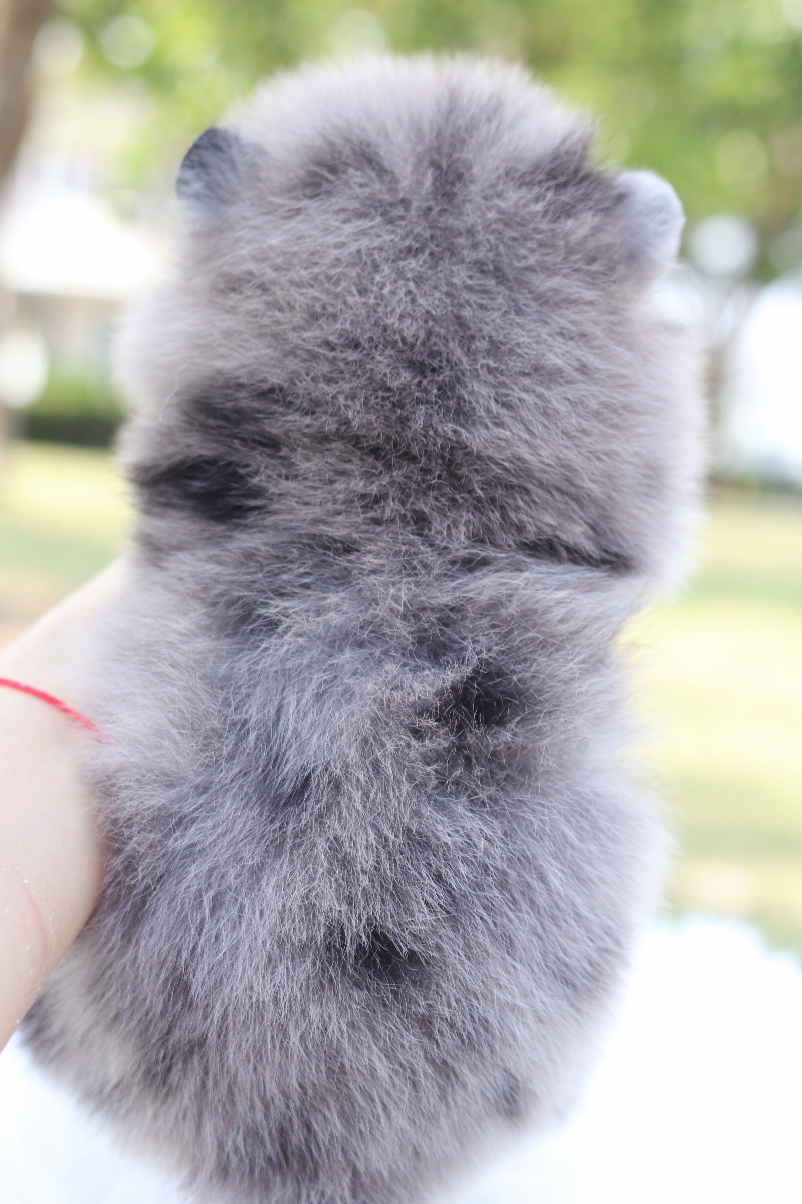 ปอมเมอเรเนียน เพศผู้ สีเมอร์เร่เกรดโชว์