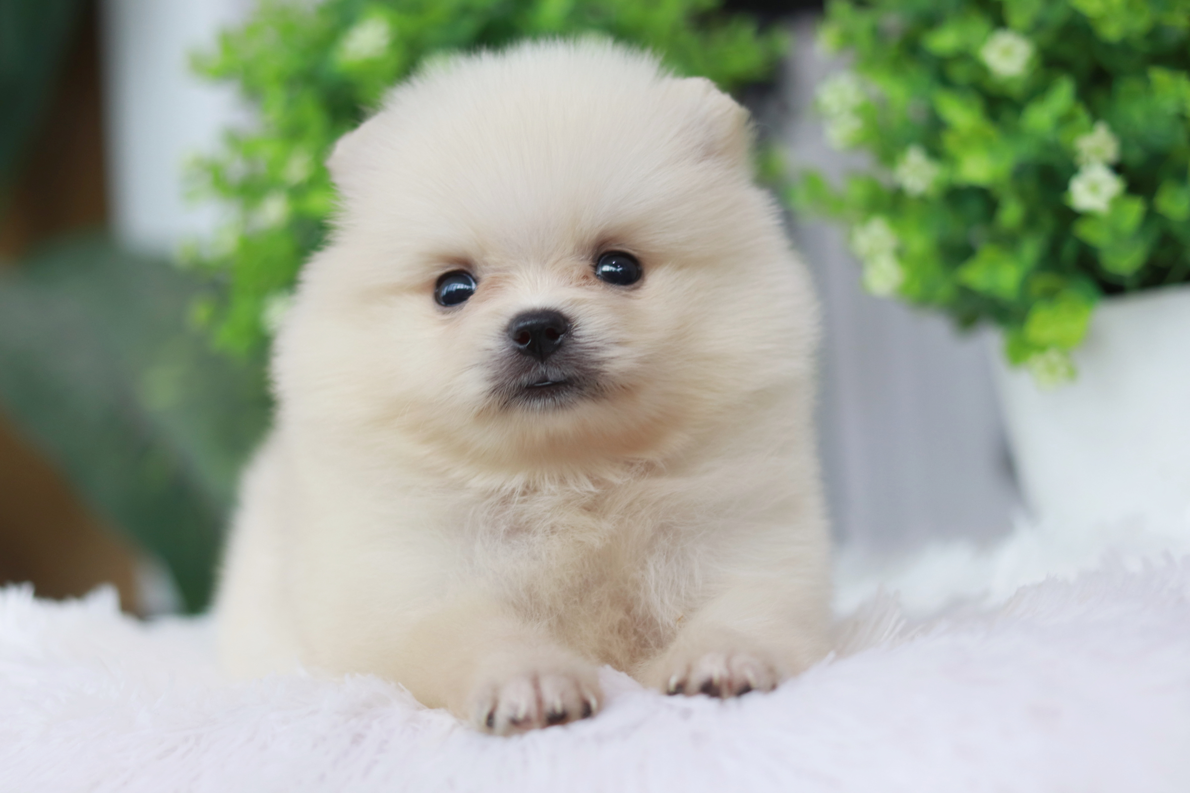 ปอมเมอเรเนียน เพศผู้ ขาวครีม