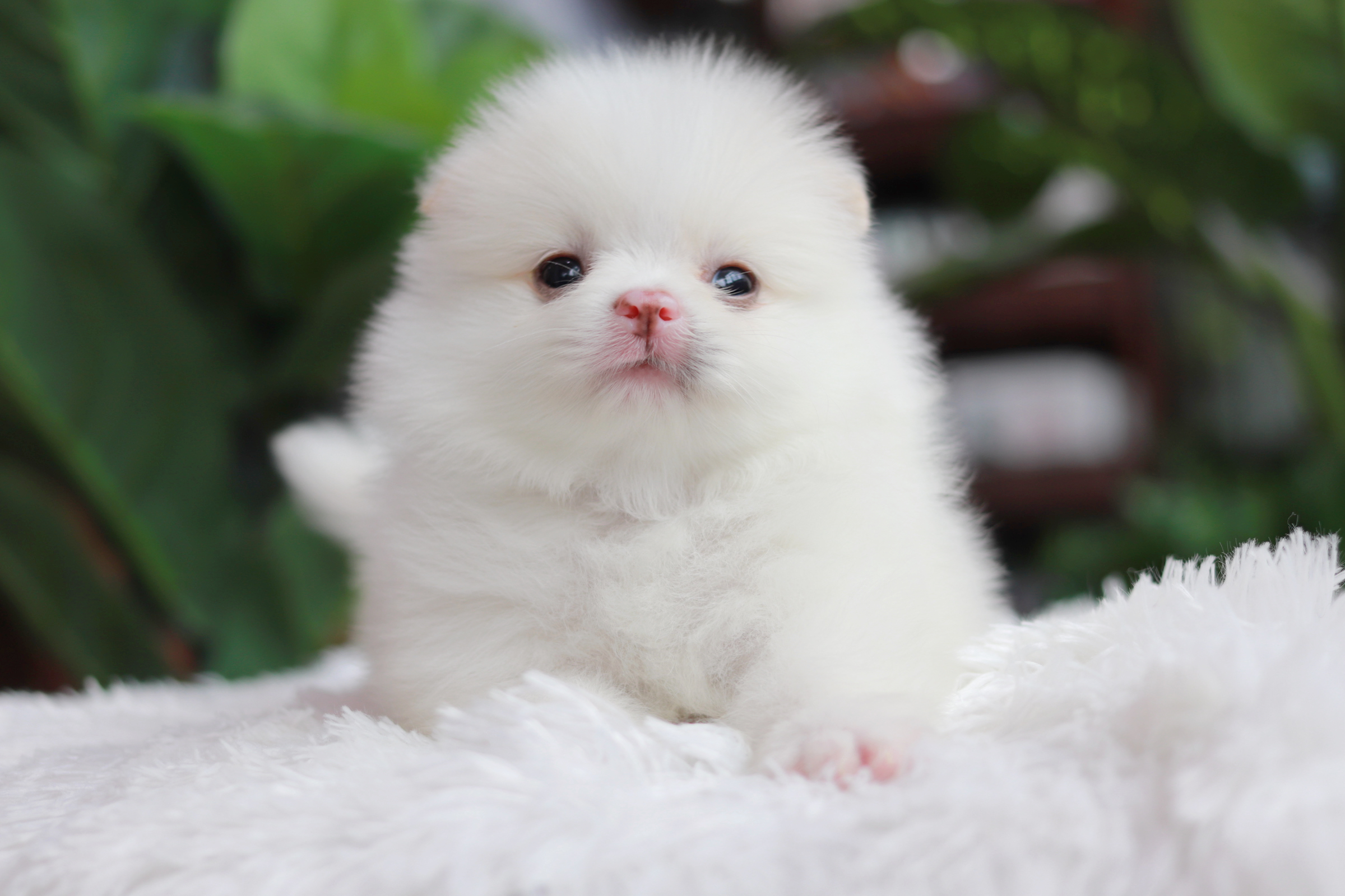 ปอมเมอเรเนียน เพศผู้ขาวหน้าฟ็อก