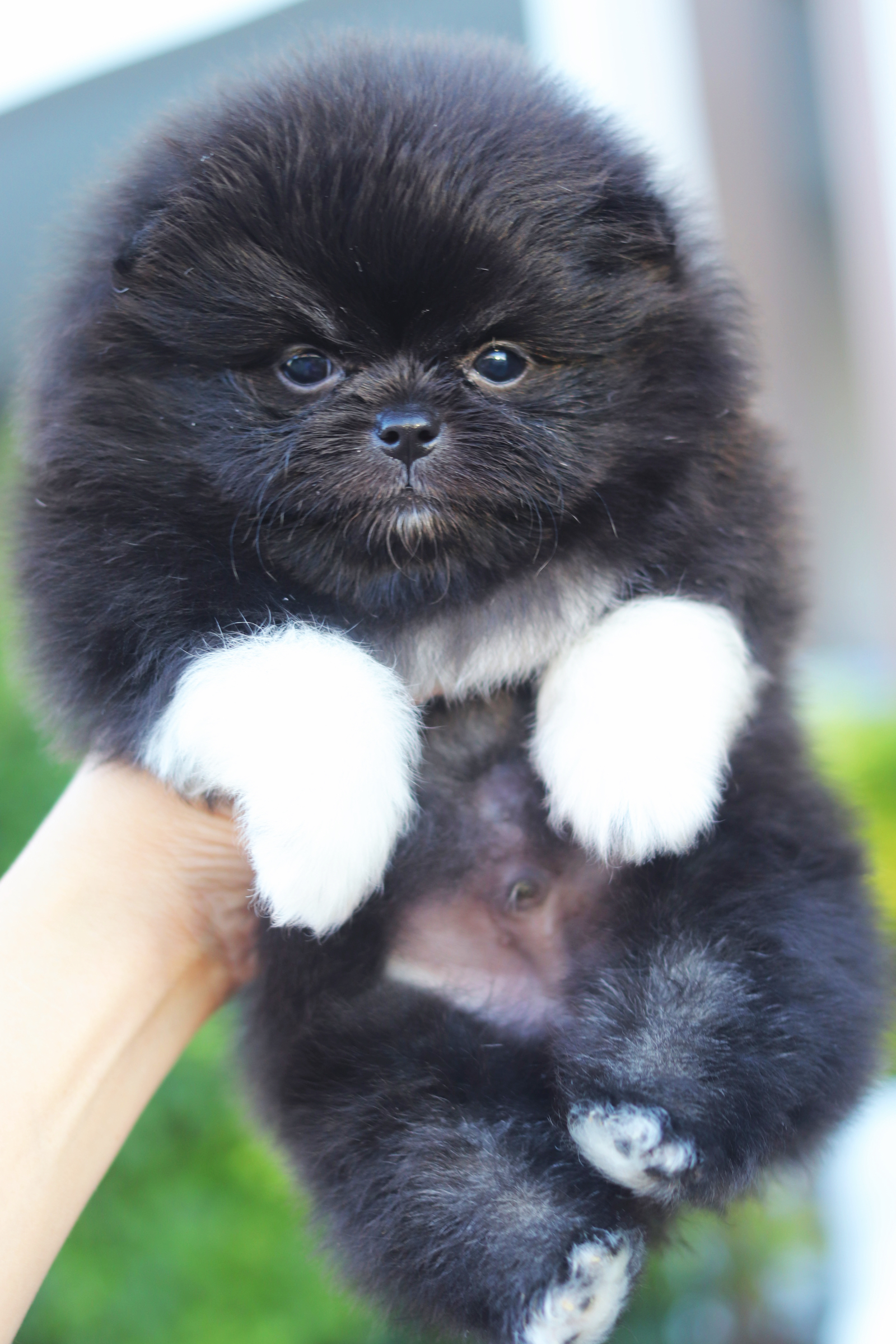 ปอมเมอเรเนียน เพศผู้สีดำ มีถุงเท้า